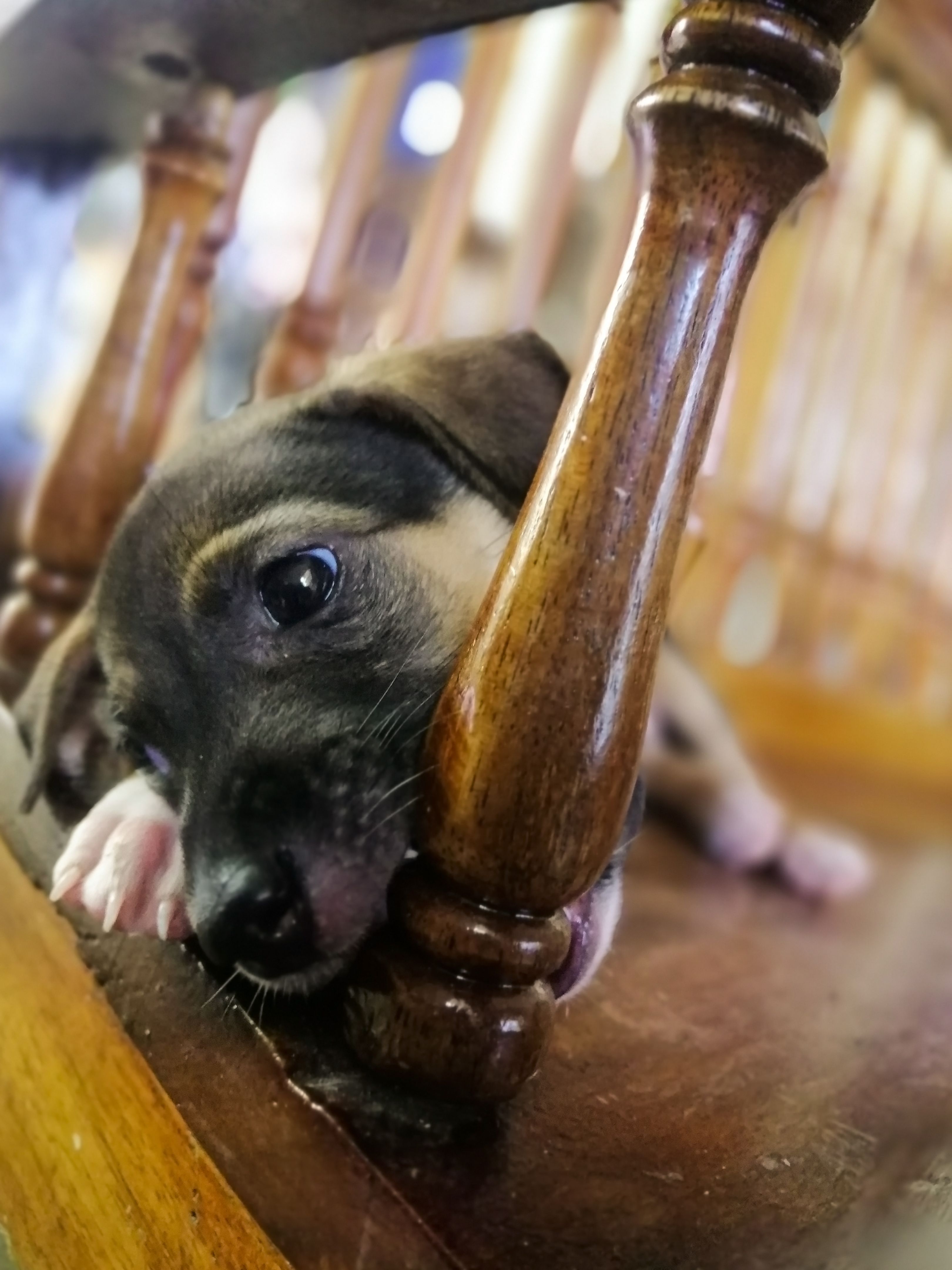 Puppy Terrier biting a wooden staricase rail