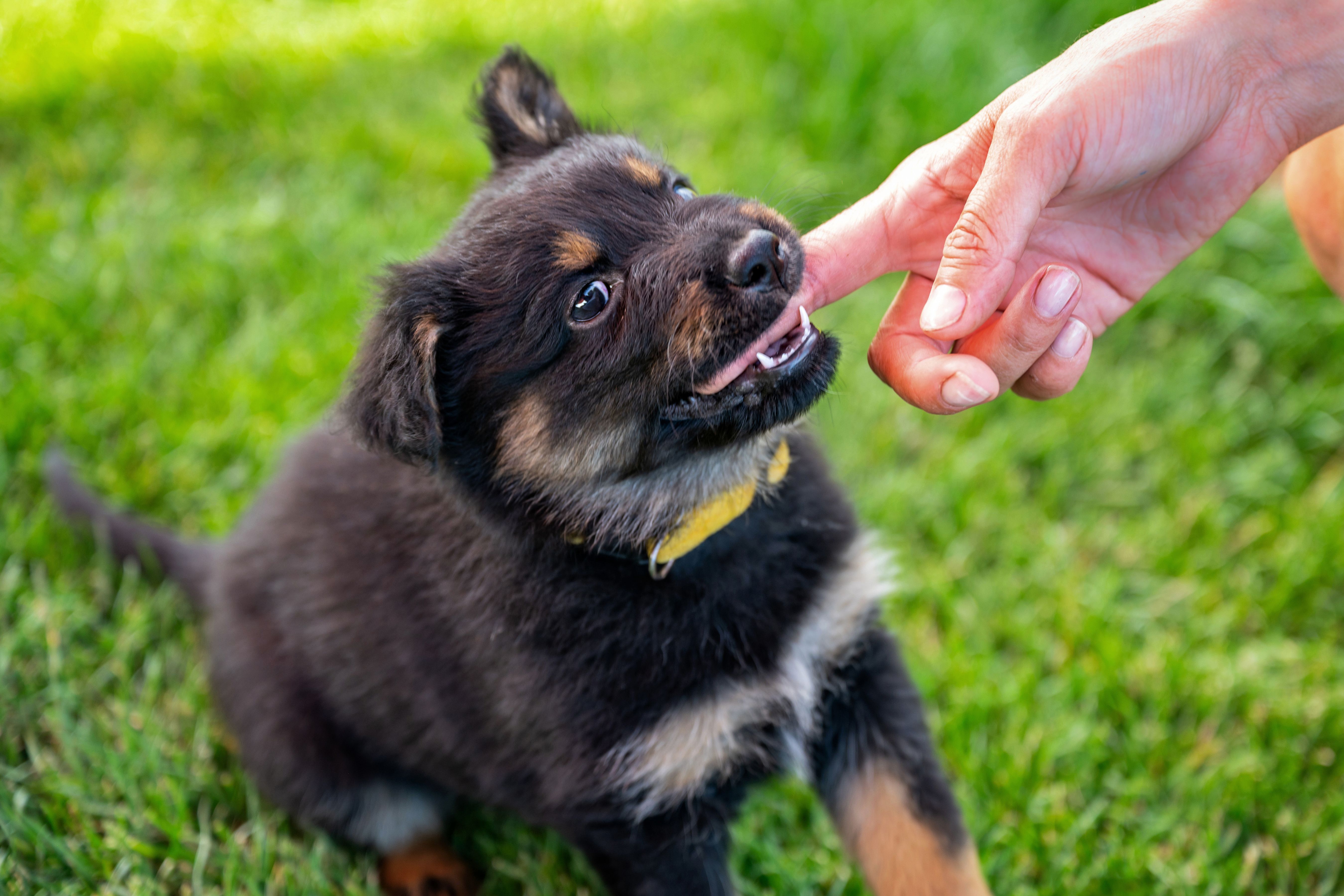 2 months old puppy (Bohemian shepherd) bites his mistress's hand on grass. 2 months old puppy (Bohemian shepherd) bites his mistress's hand on grass.