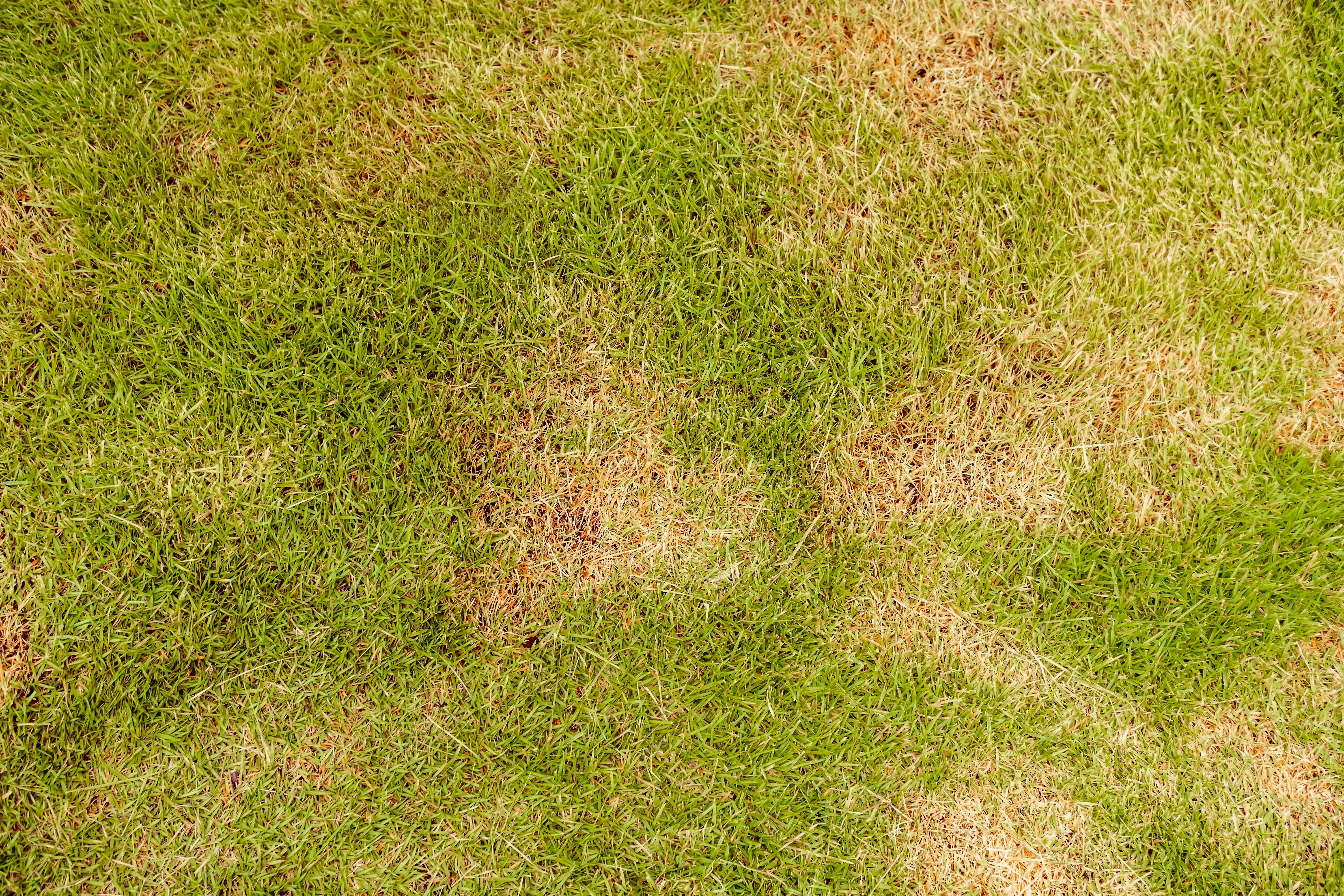 Lawn damage