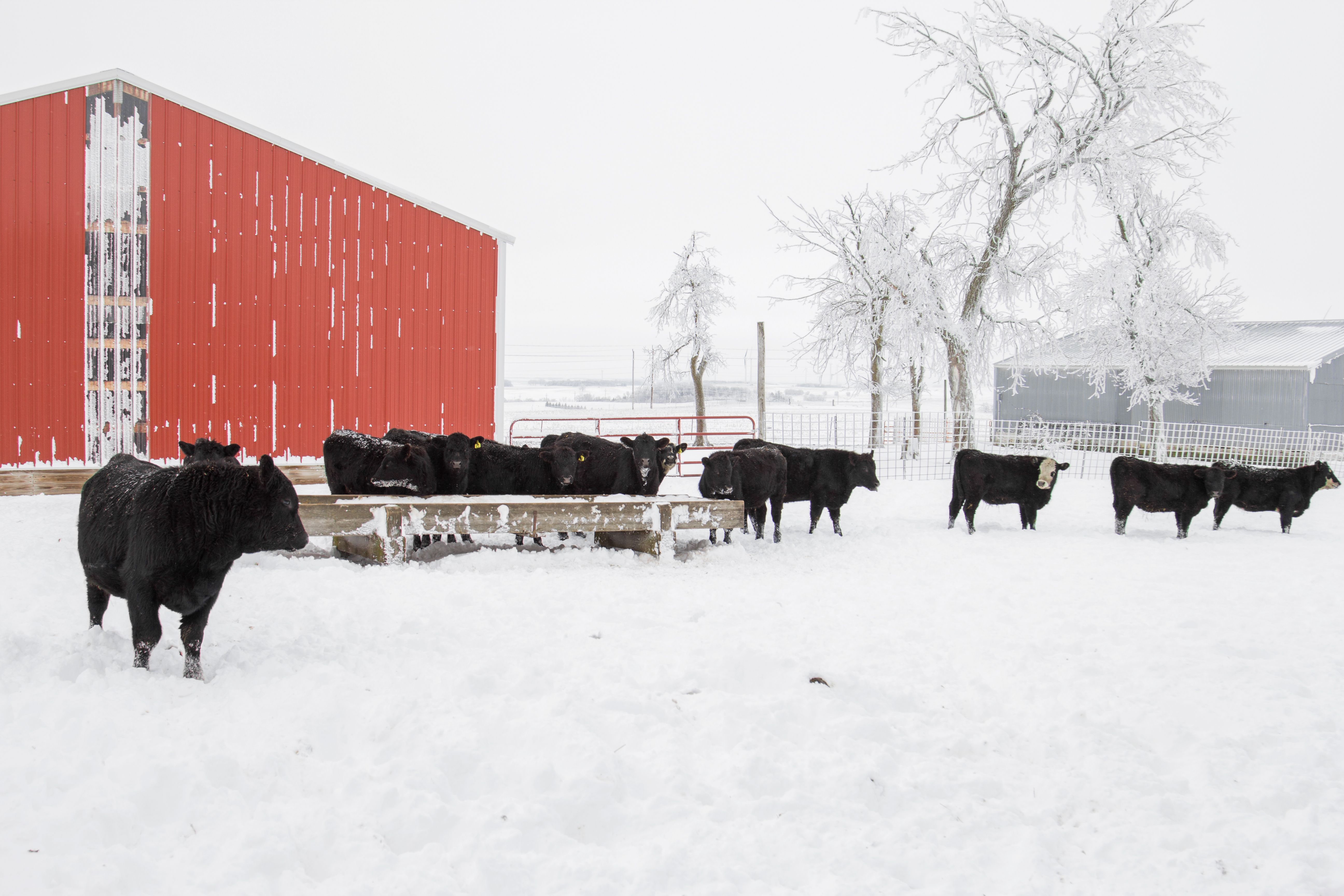livestock winter