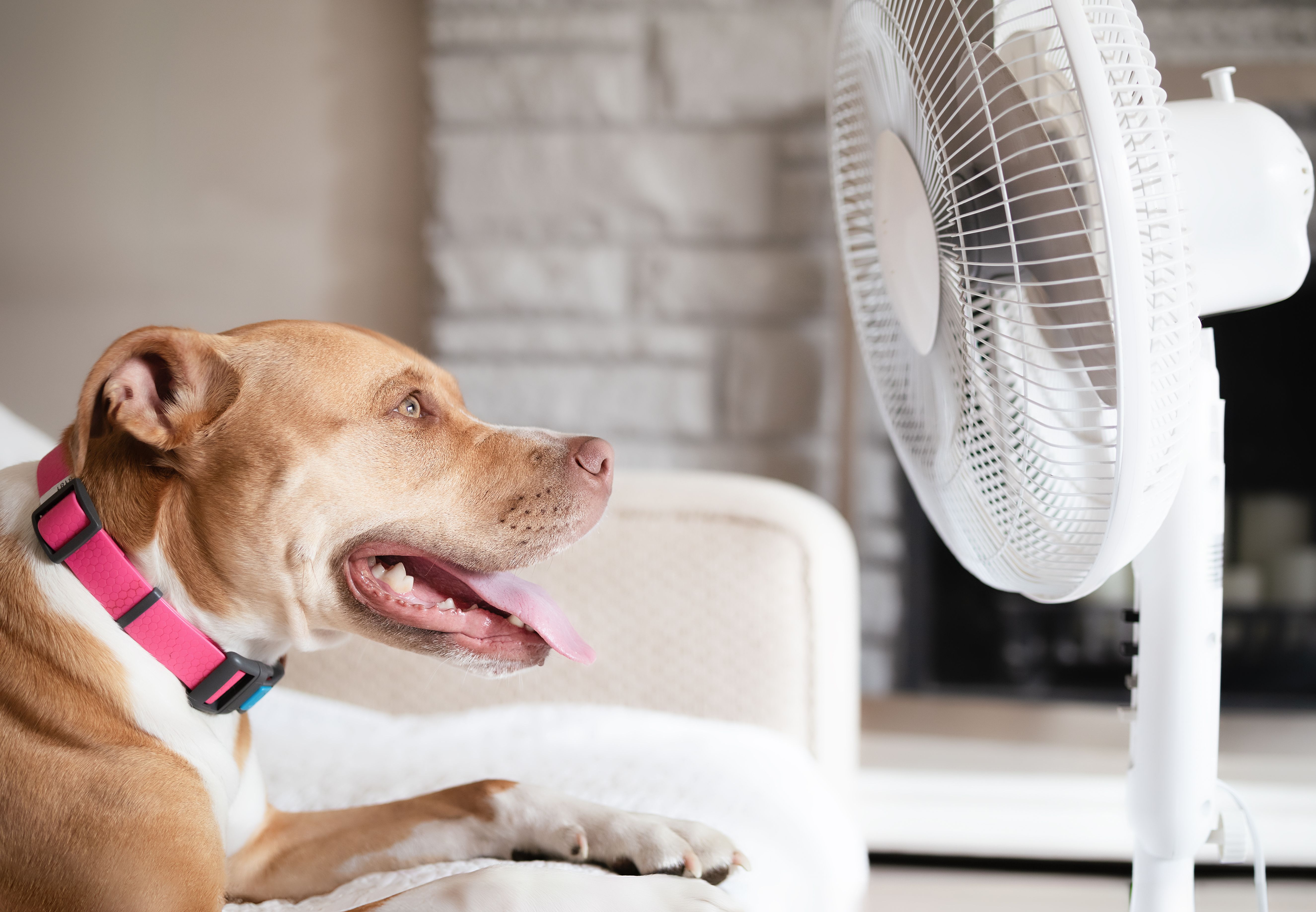 dog cooling off indoors