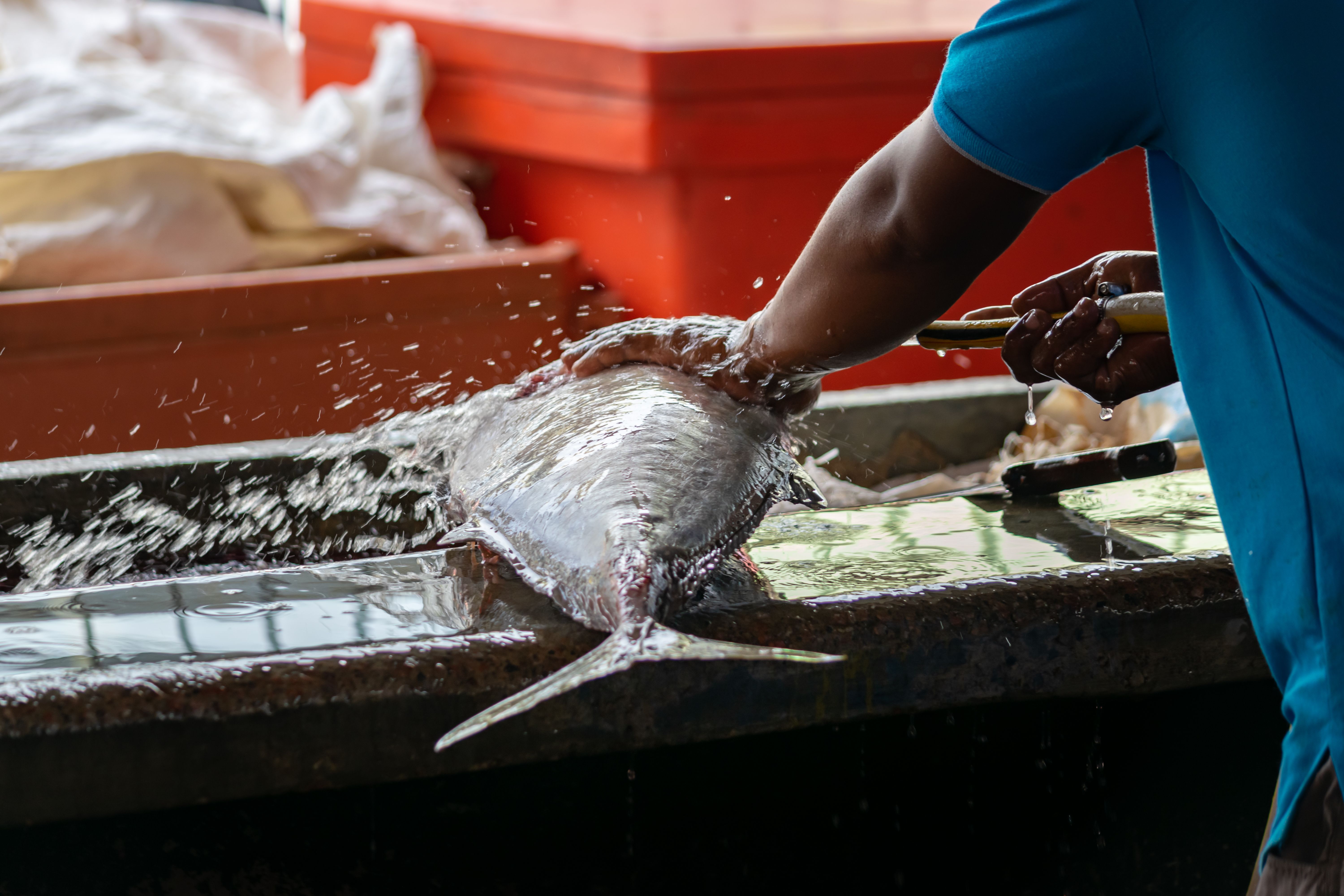 Unrecognizable creaole man washing and preparing big tuna fish for sale at the street market.