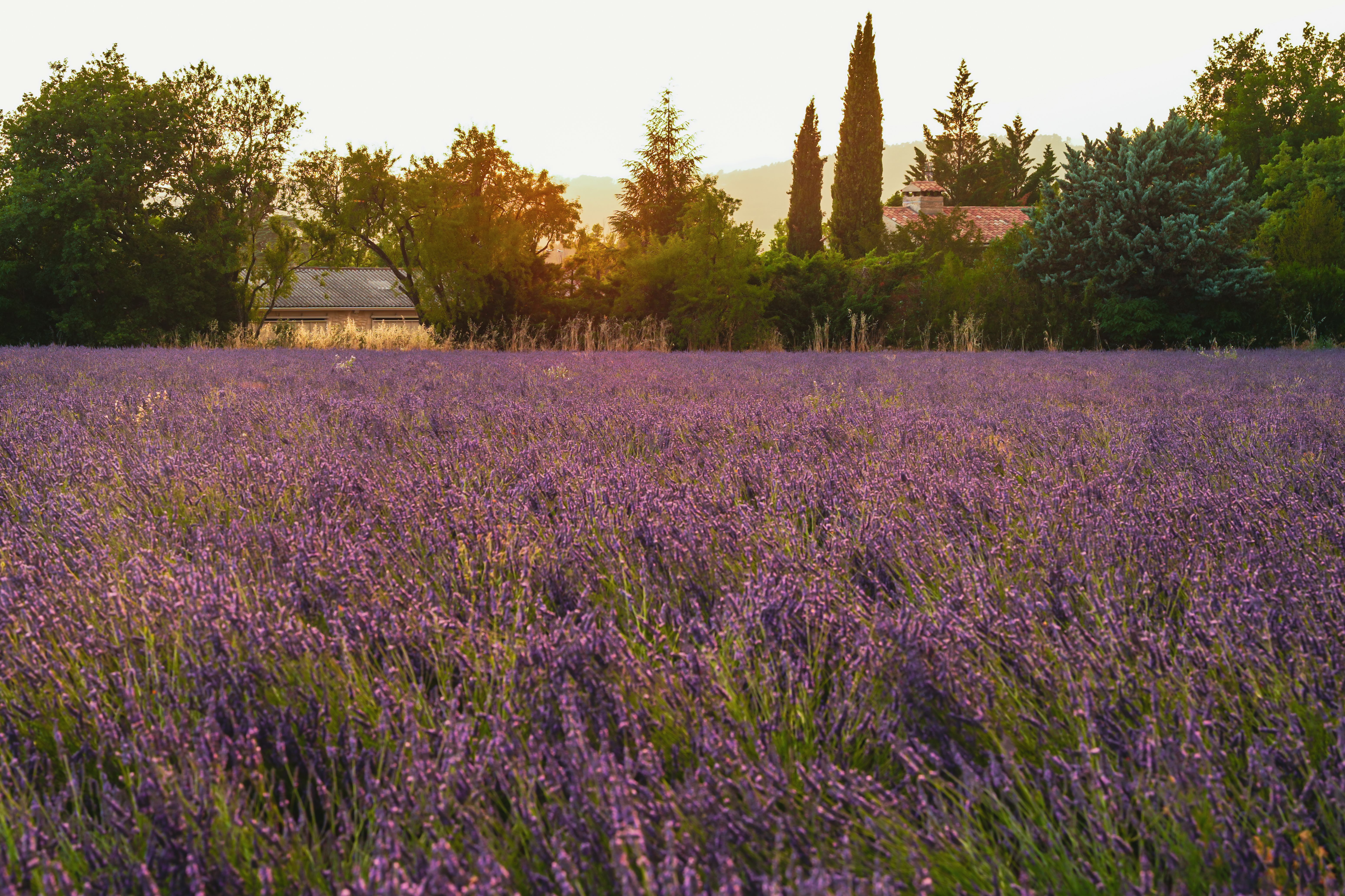 provence landscape