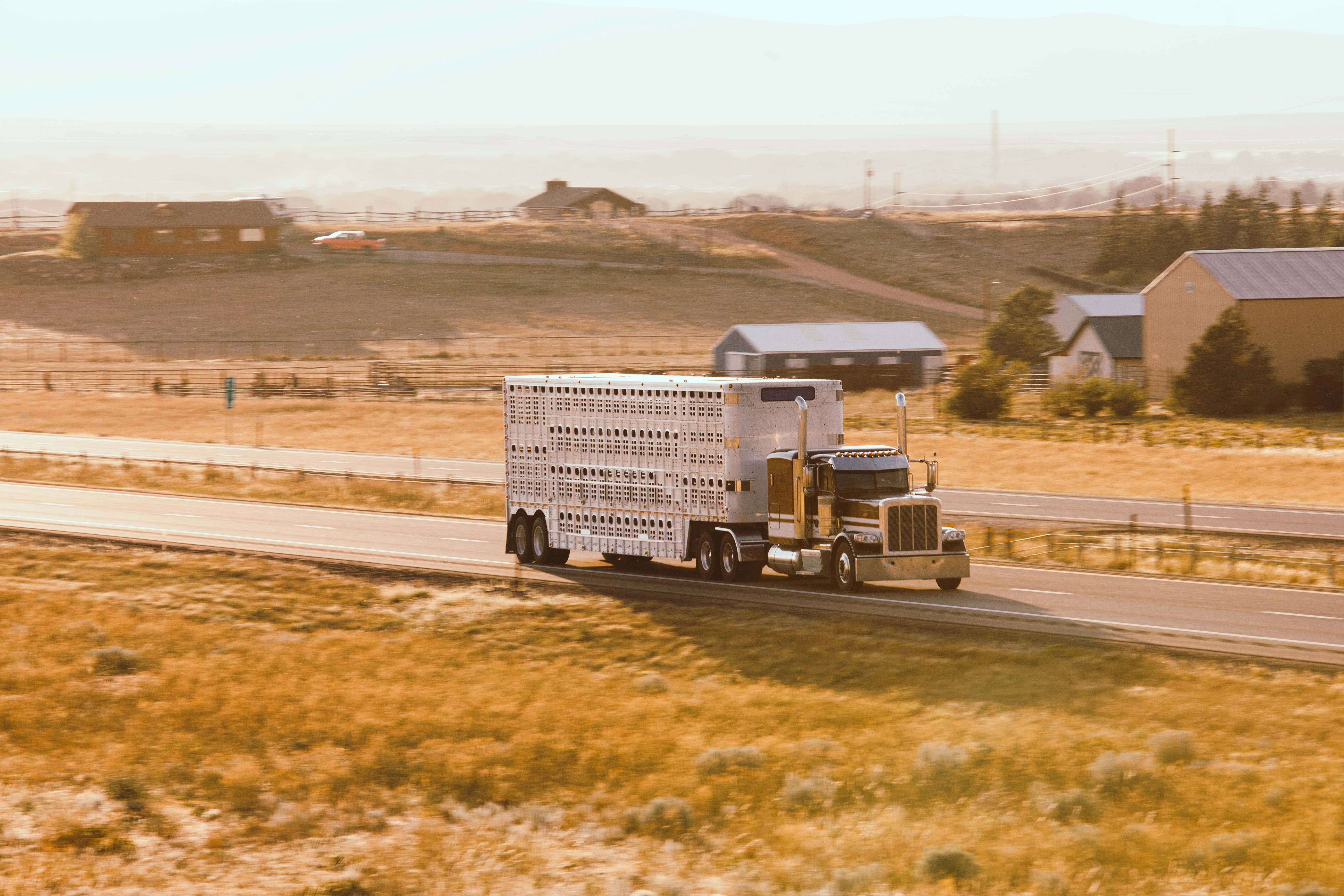 american truck simulator cattle