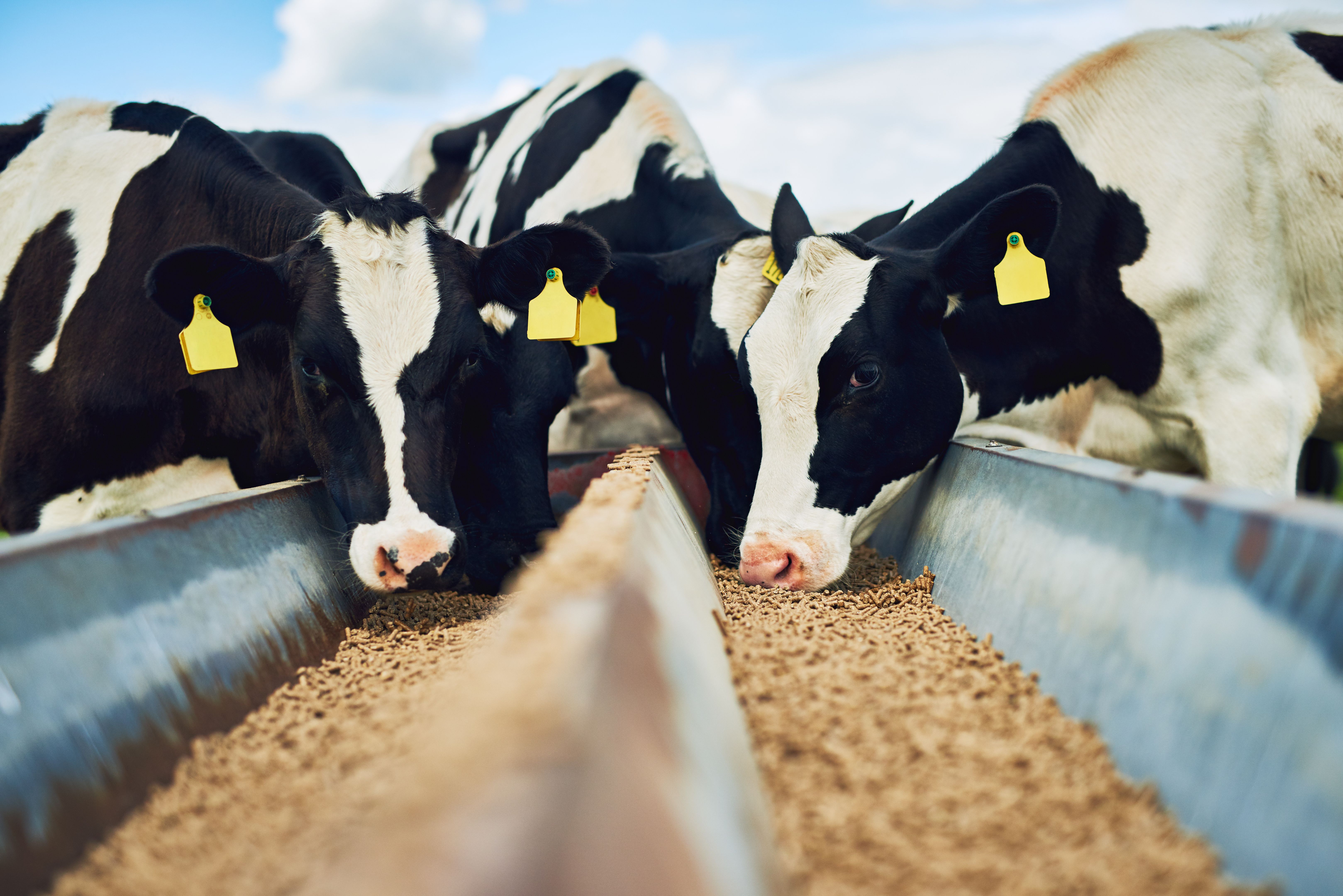 livestock farm