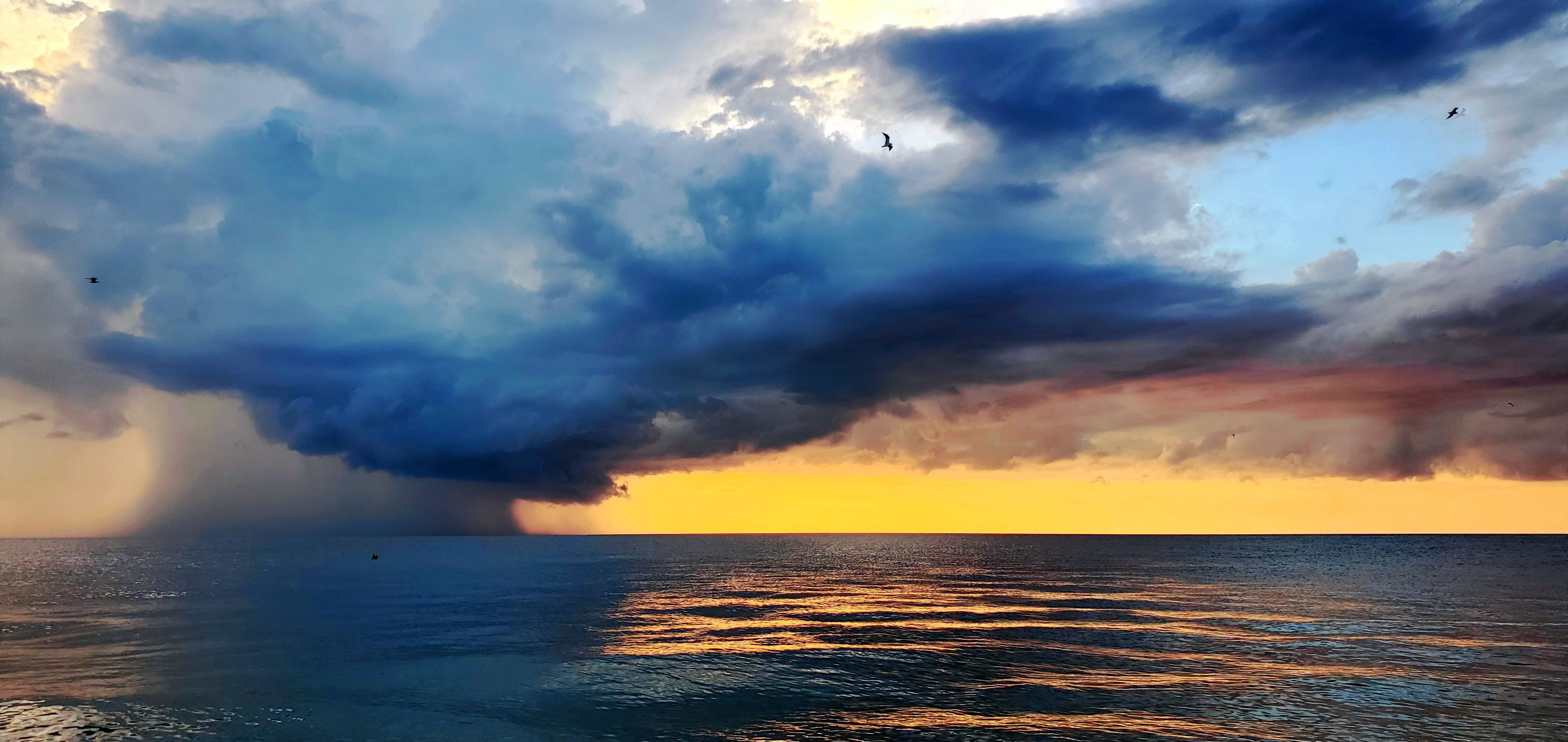 marine life tampa bay