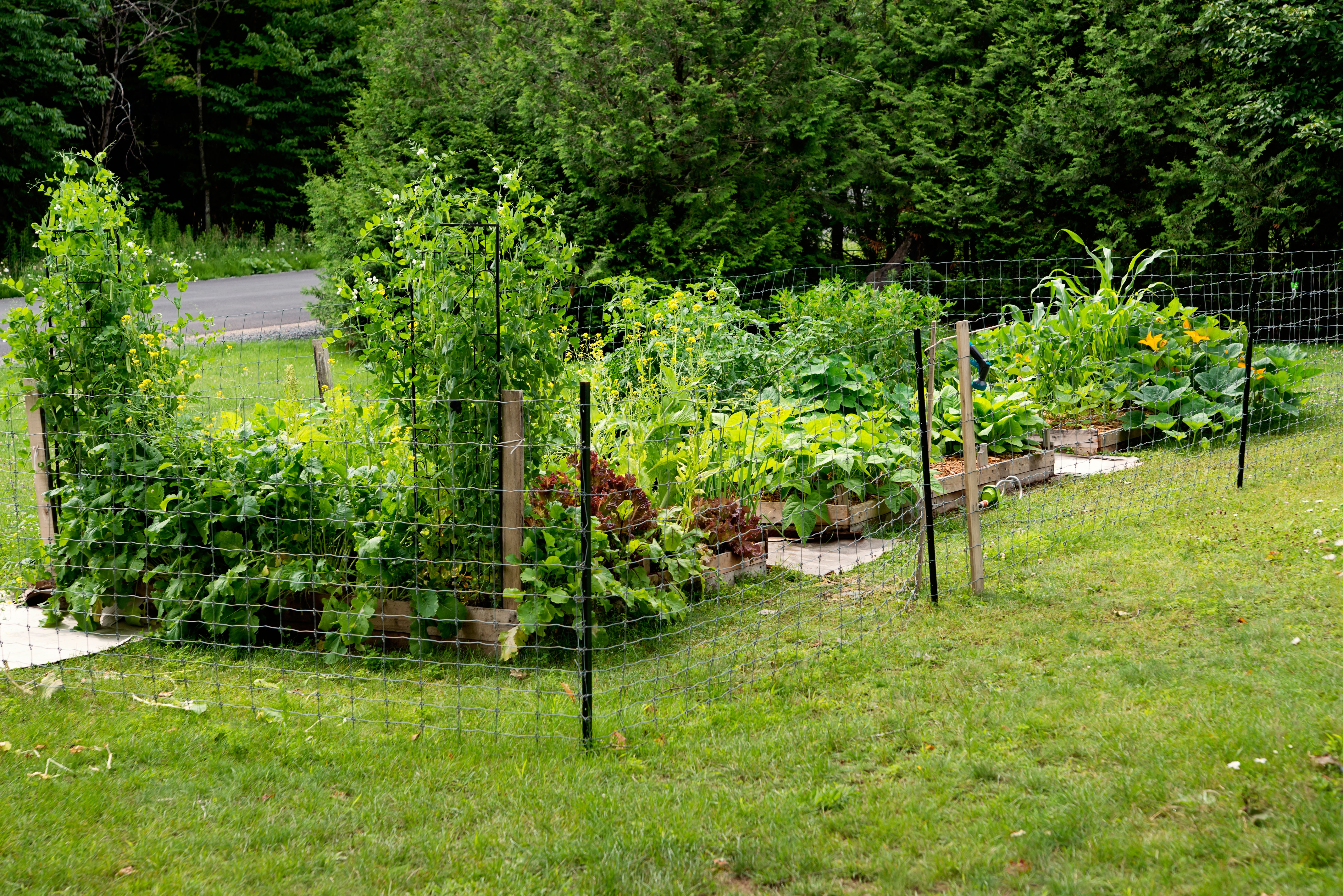 protective garden fence