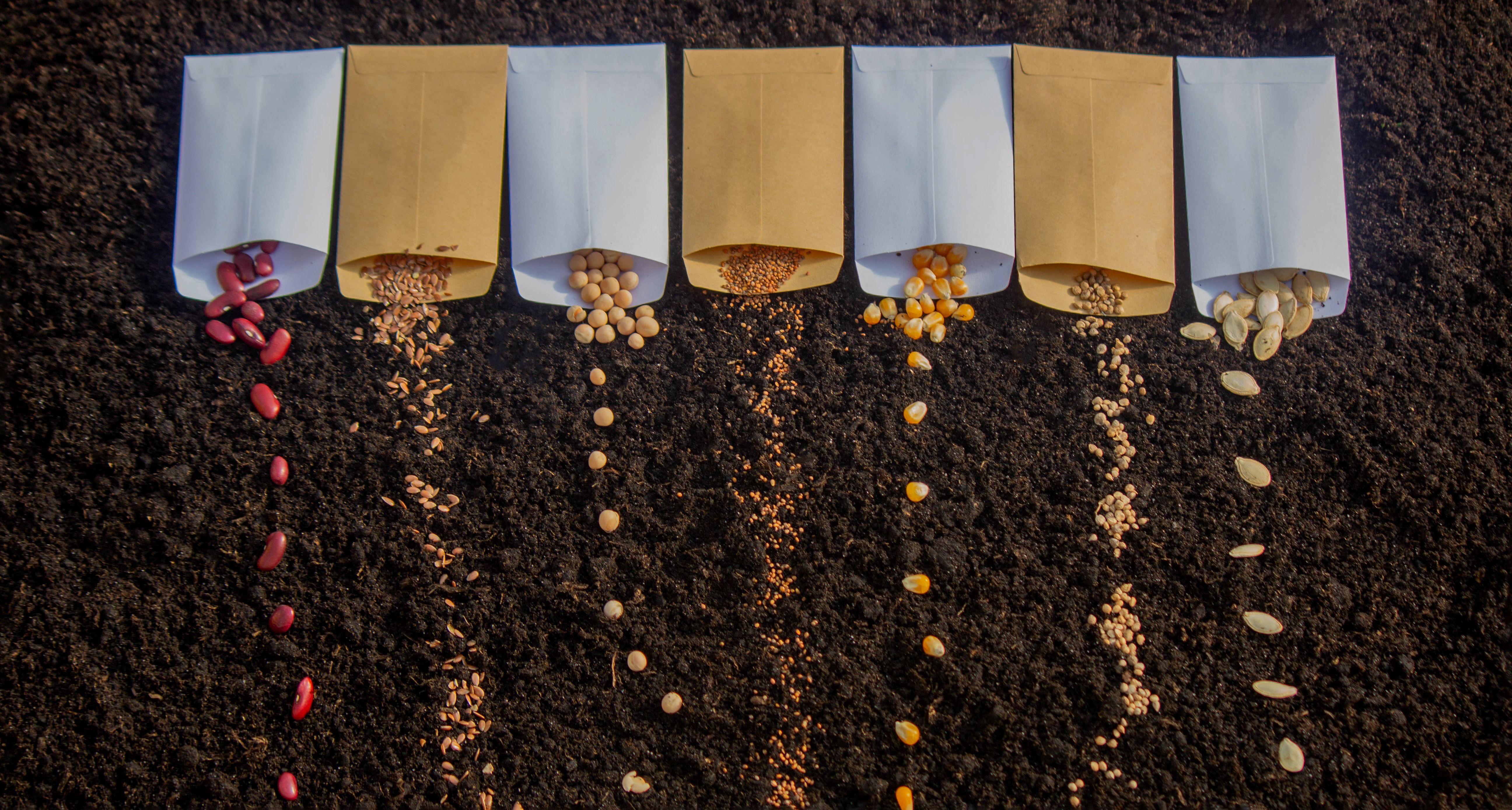 Seeds in bags on the ground. preparation for spring planting.