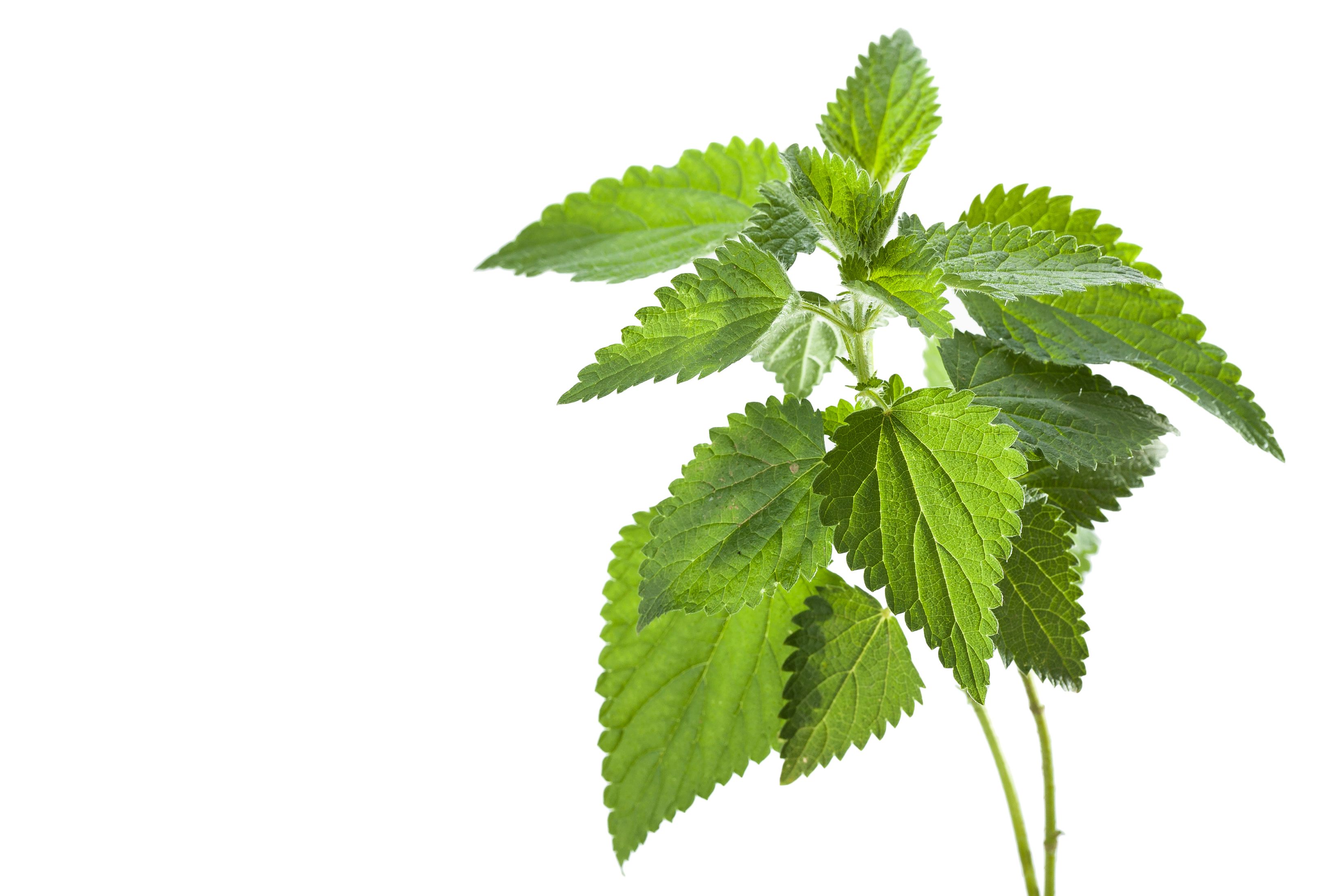 nettle plant