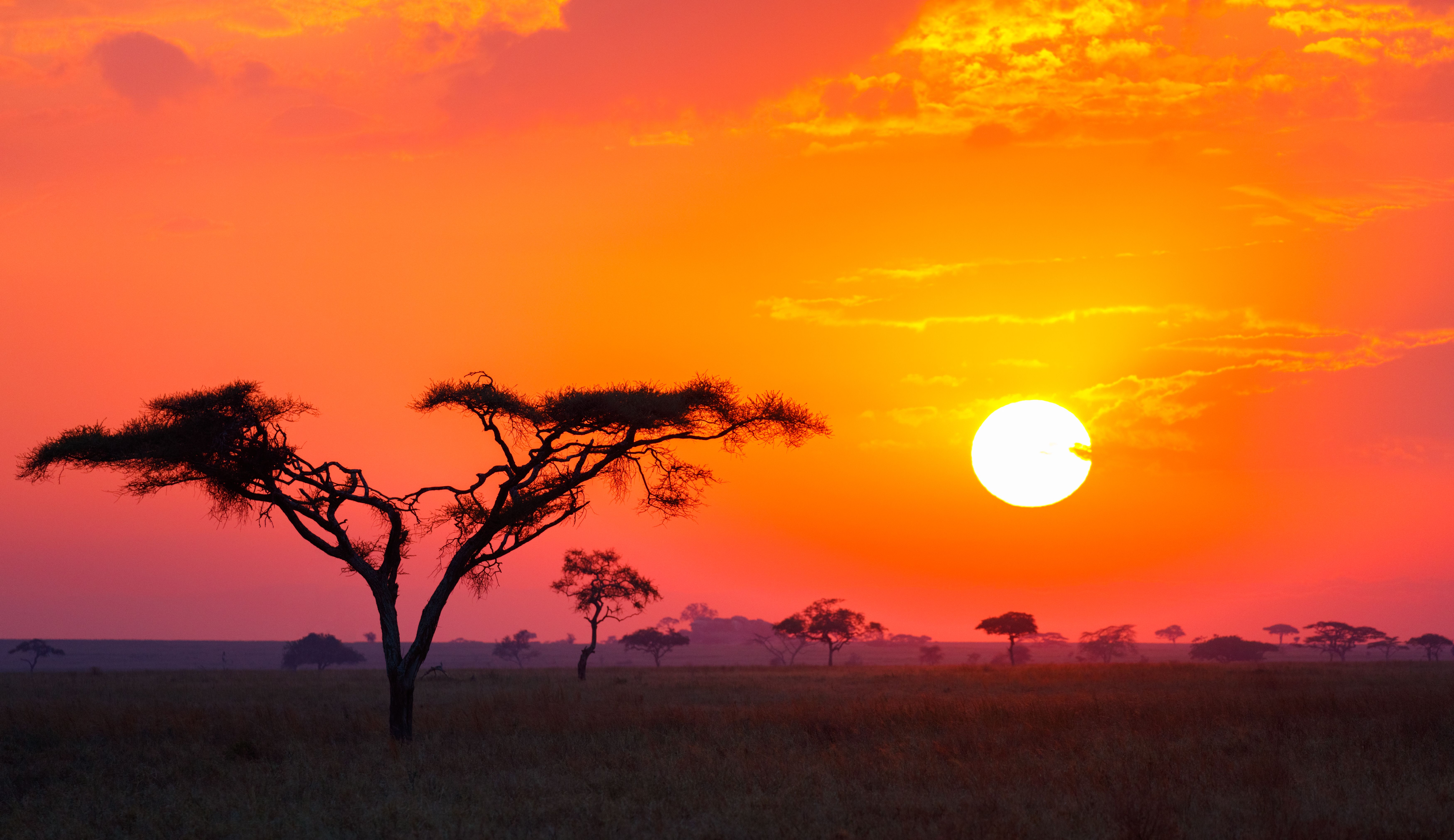 Savanna Sunrise and Acacia Tree in Tanzania Africa Savanna Sunrise and Acacia Tree in Tanzania Africa