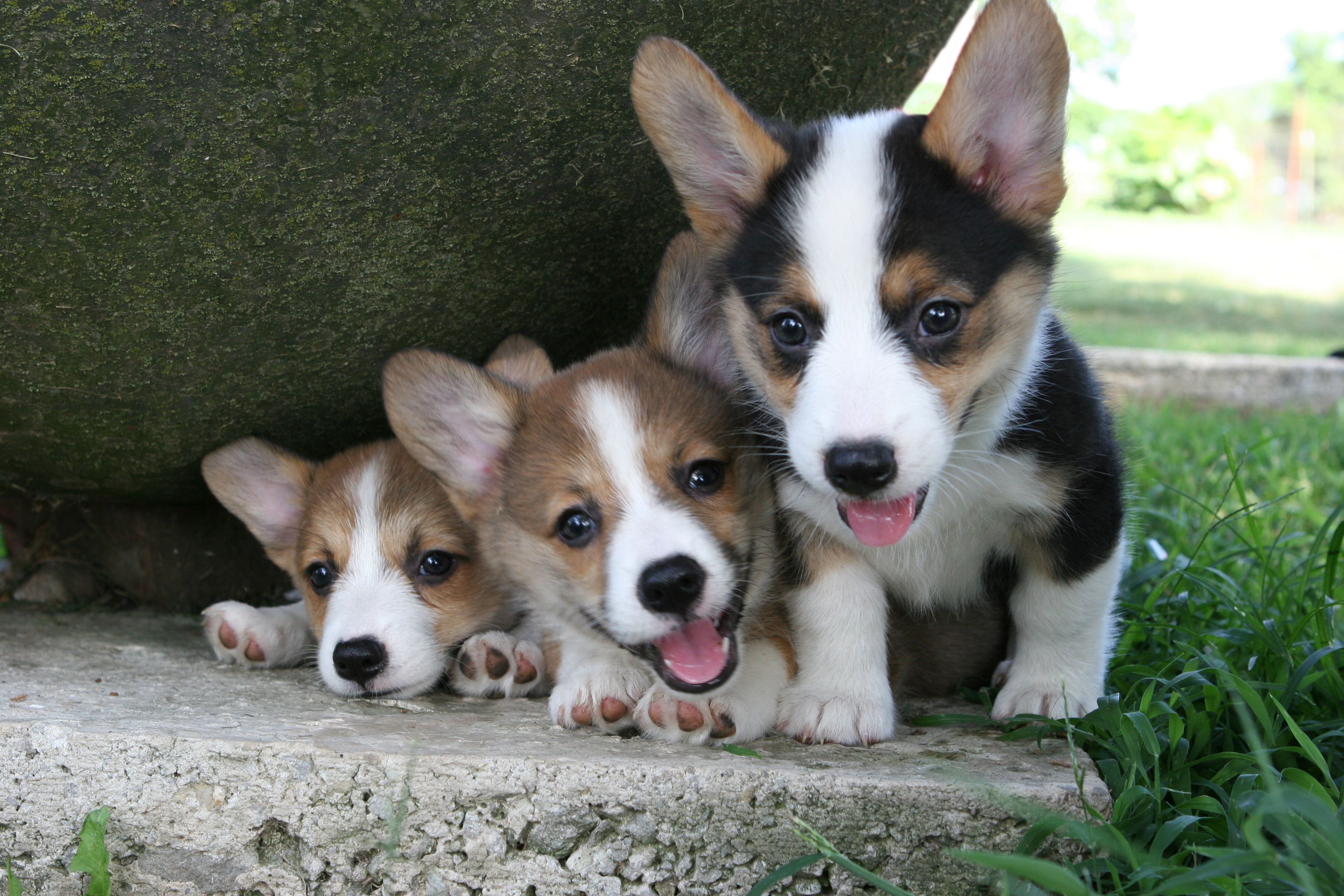 Corgie pups 9