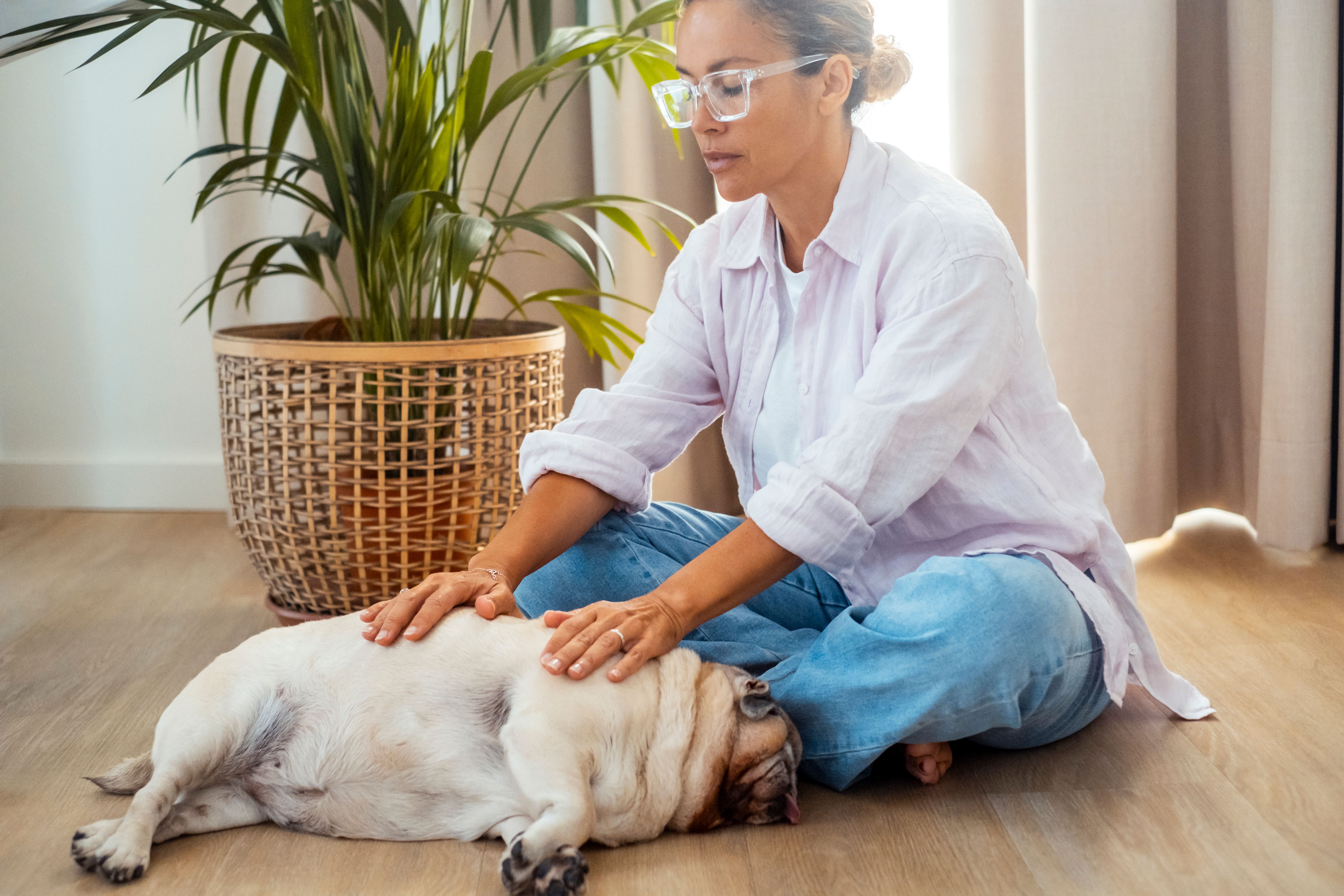 reiki for pets
