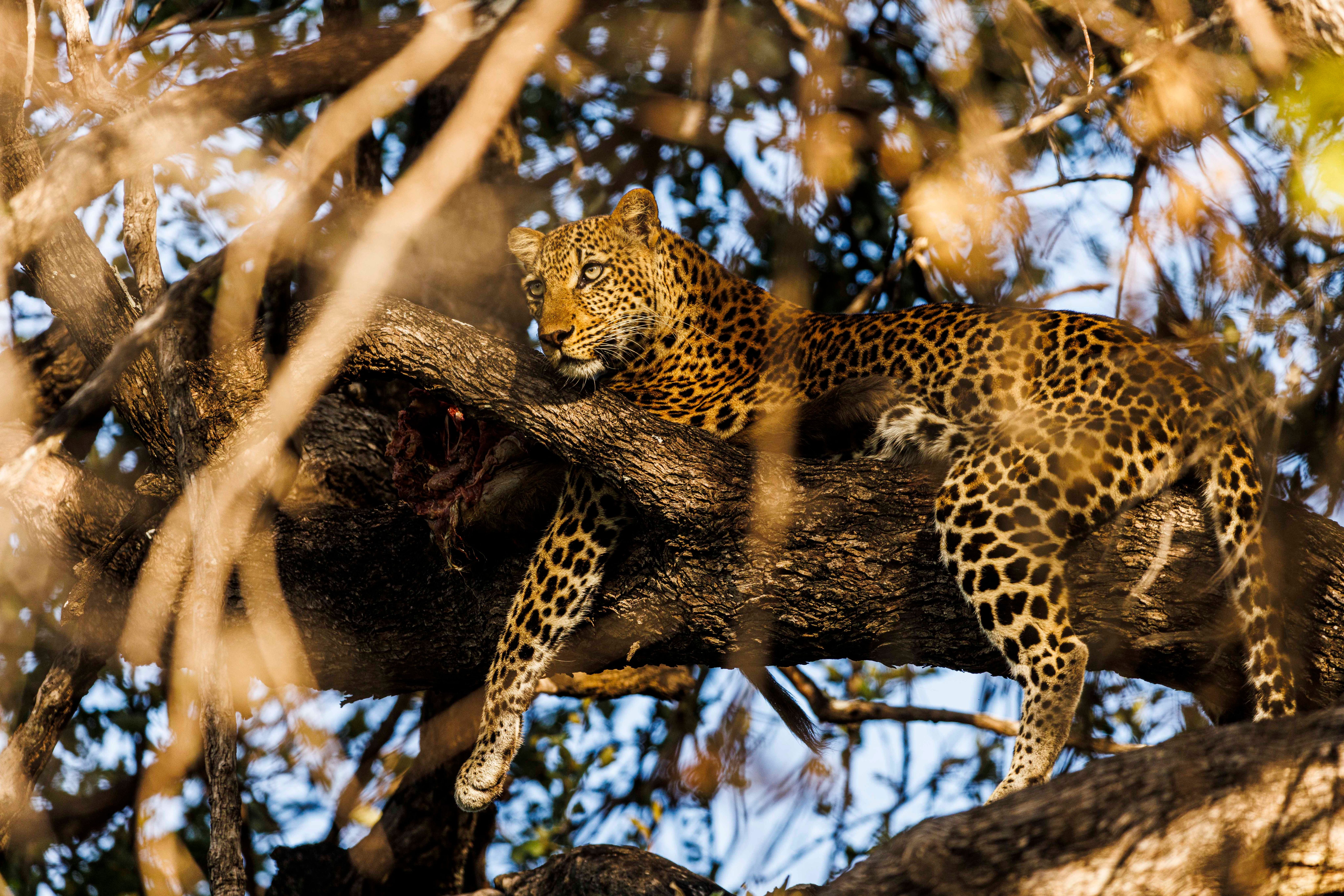Leopard lazing in a tree in Zambia