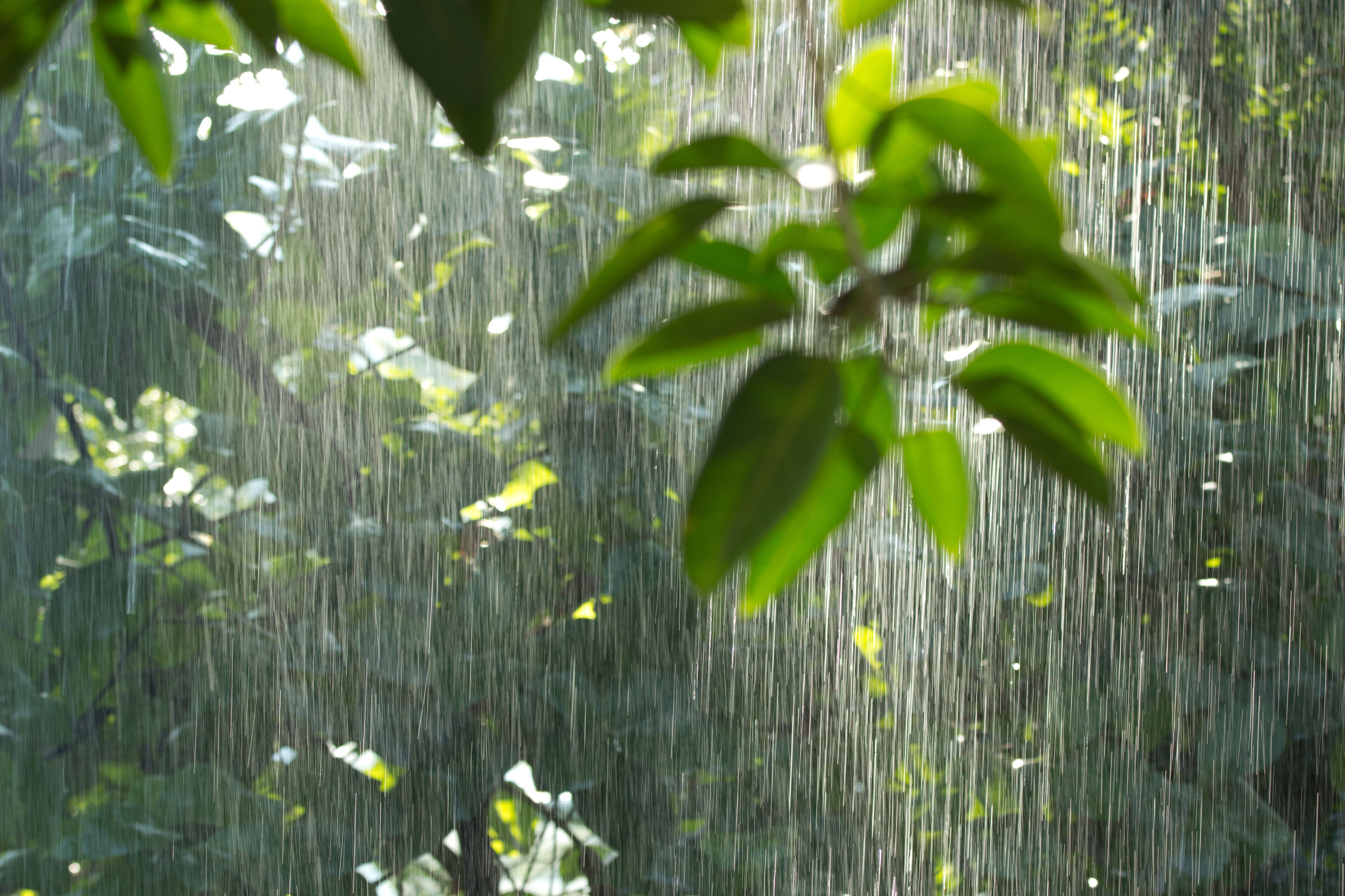rainy jungle