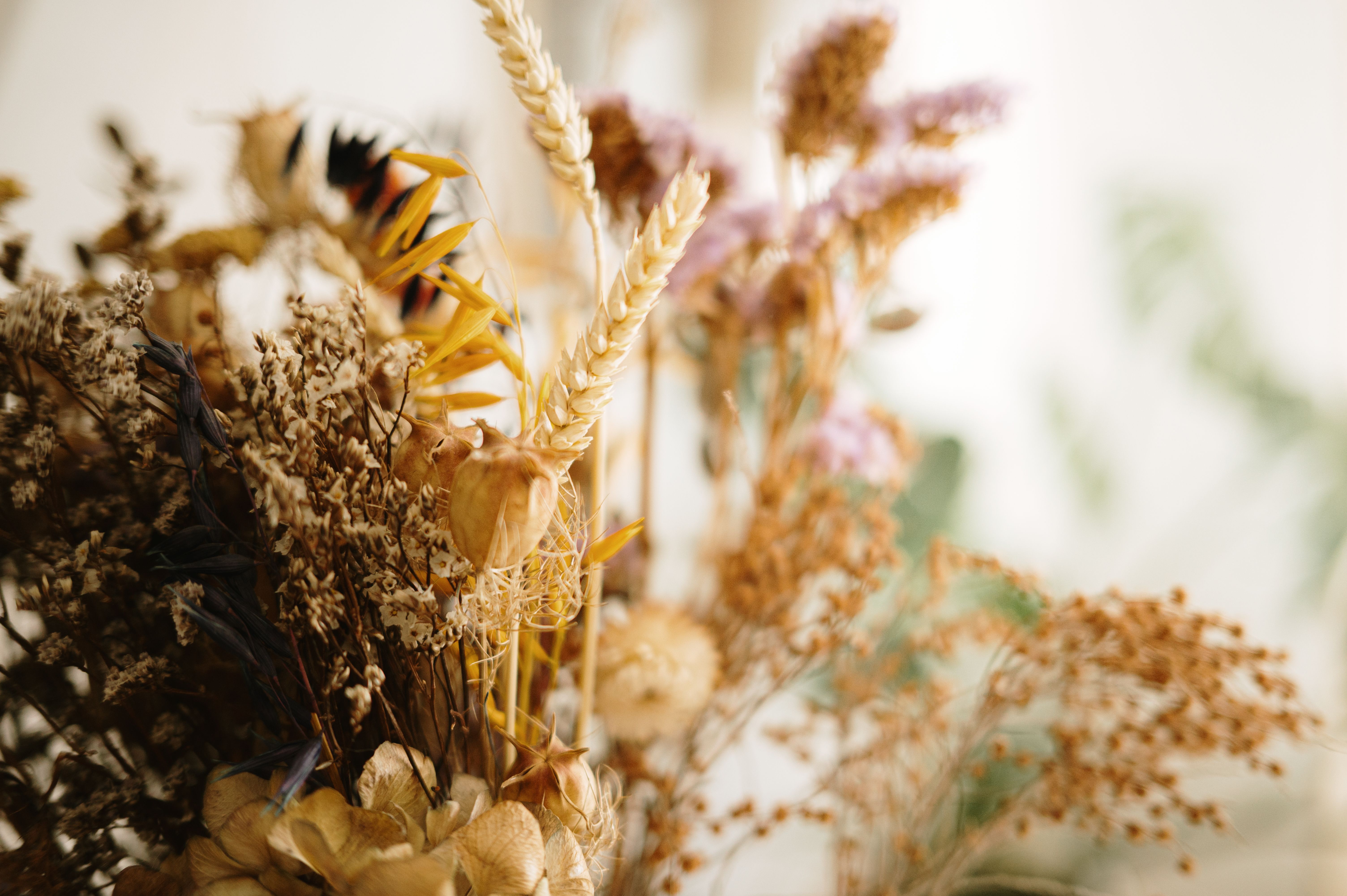 dried flowers