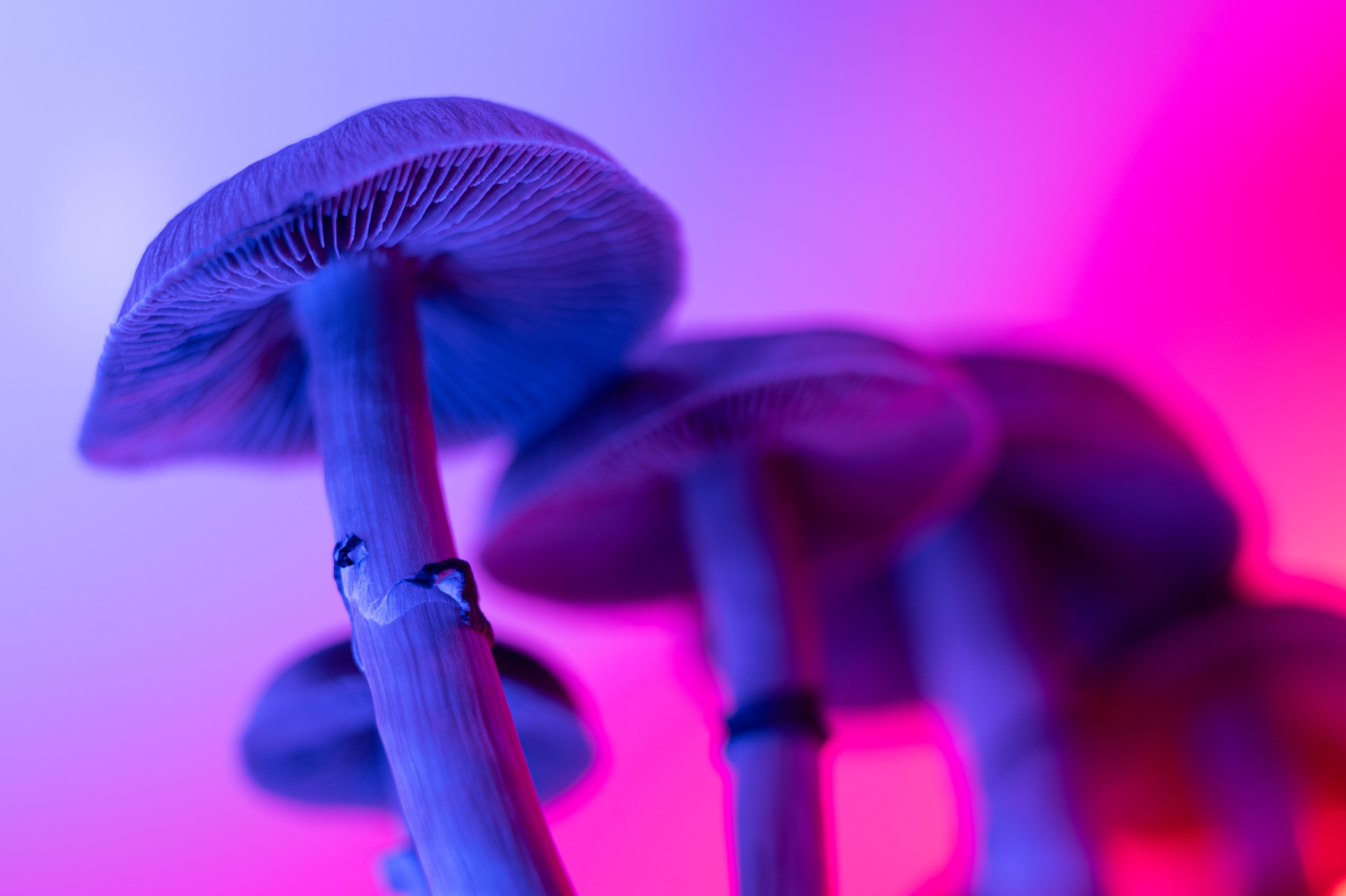 psilocybin mushrooms