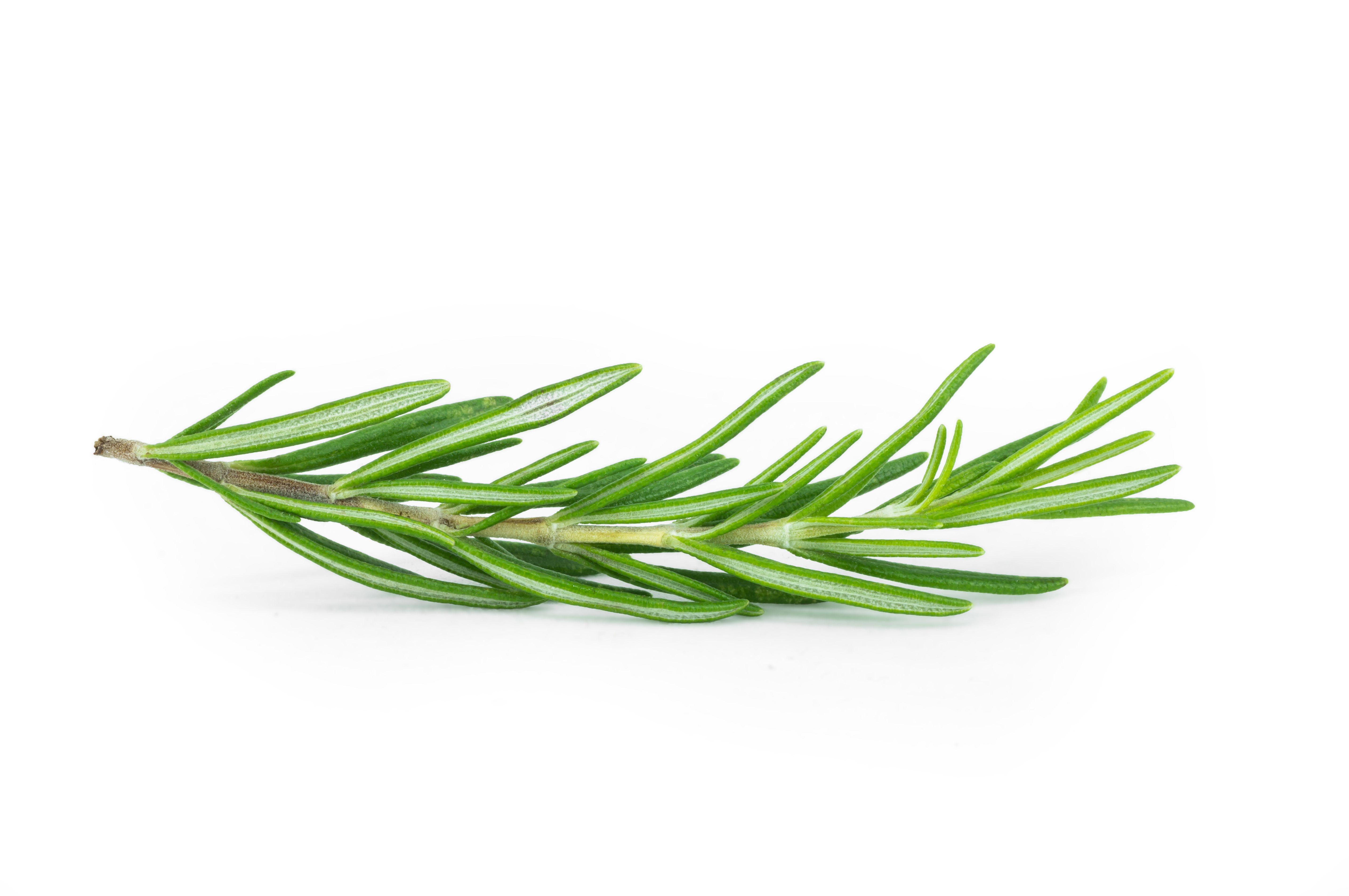 rosemary sprigs