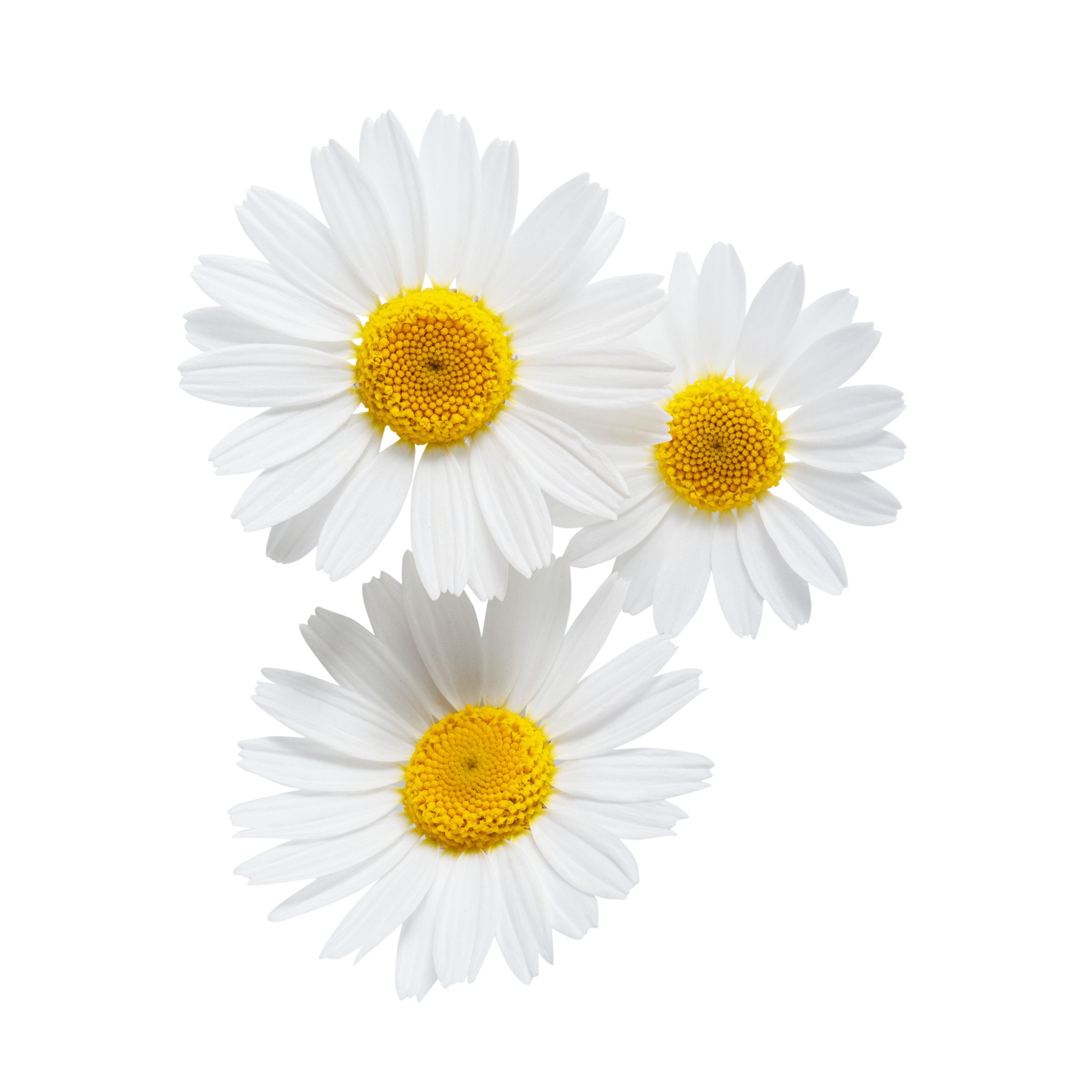 chamomile flowers