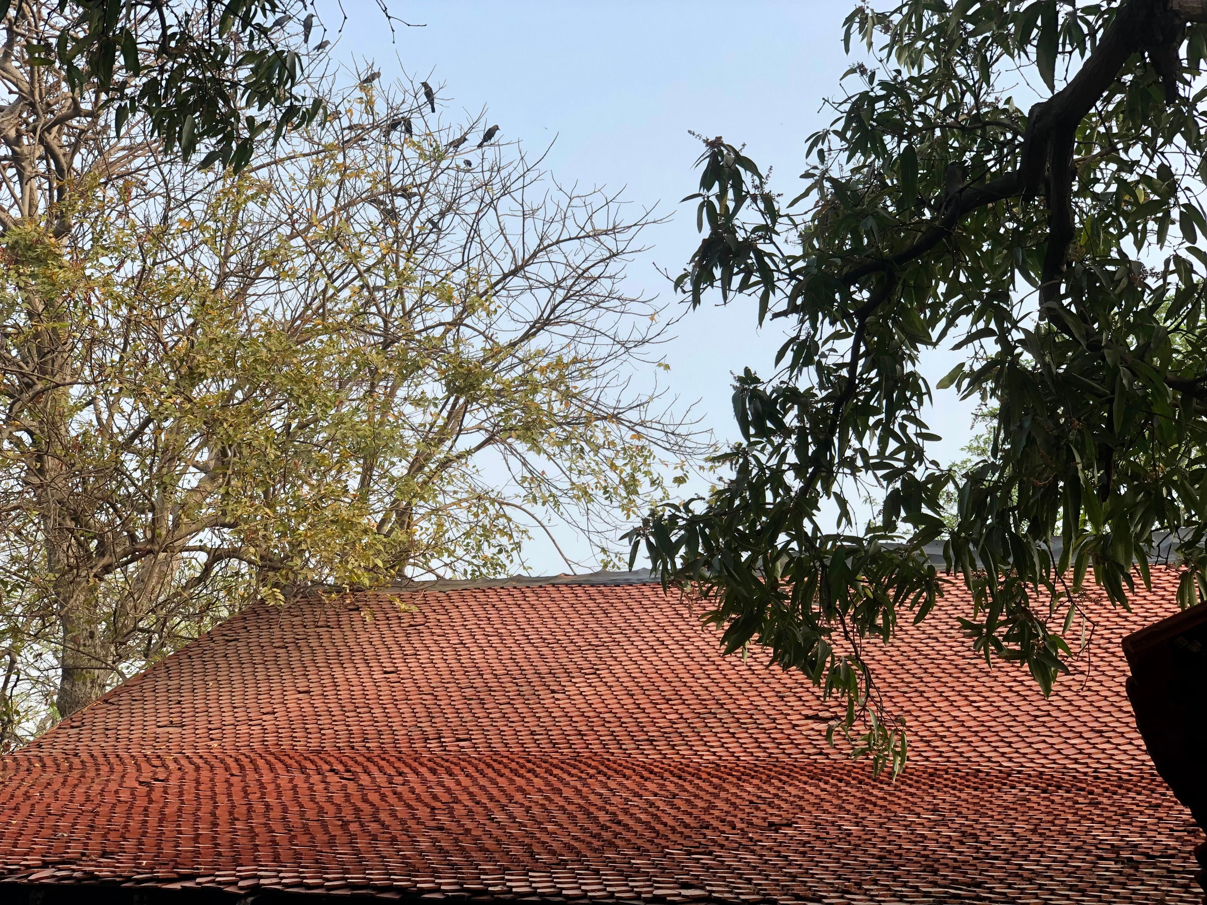 rooftop garden chennai