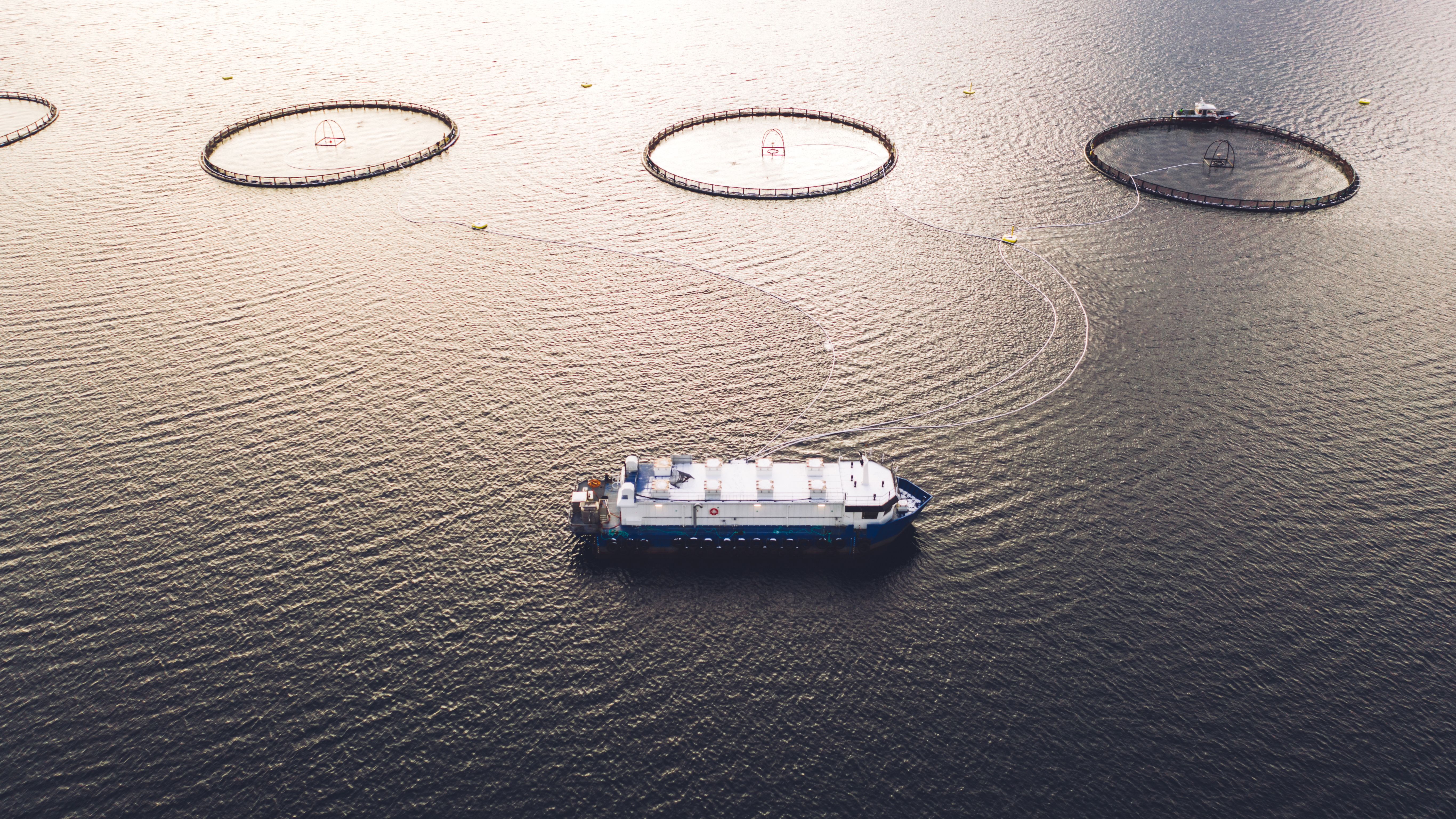 Salmon fish farming in Norway sea. Food industry, traditional craft production, environmental conservation. Aerial view of round mesh for growing fish in arctic water