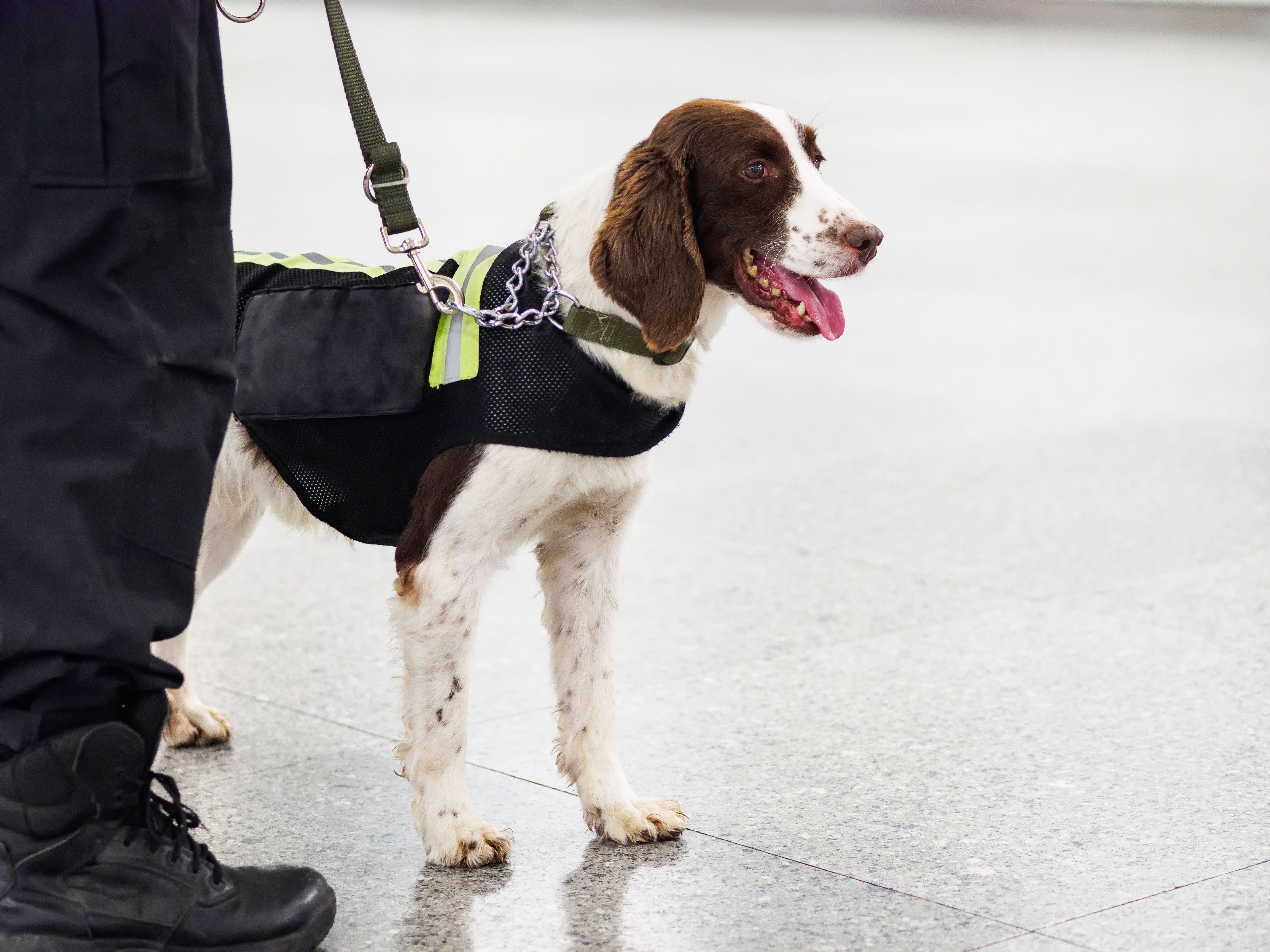 explosive detection dog