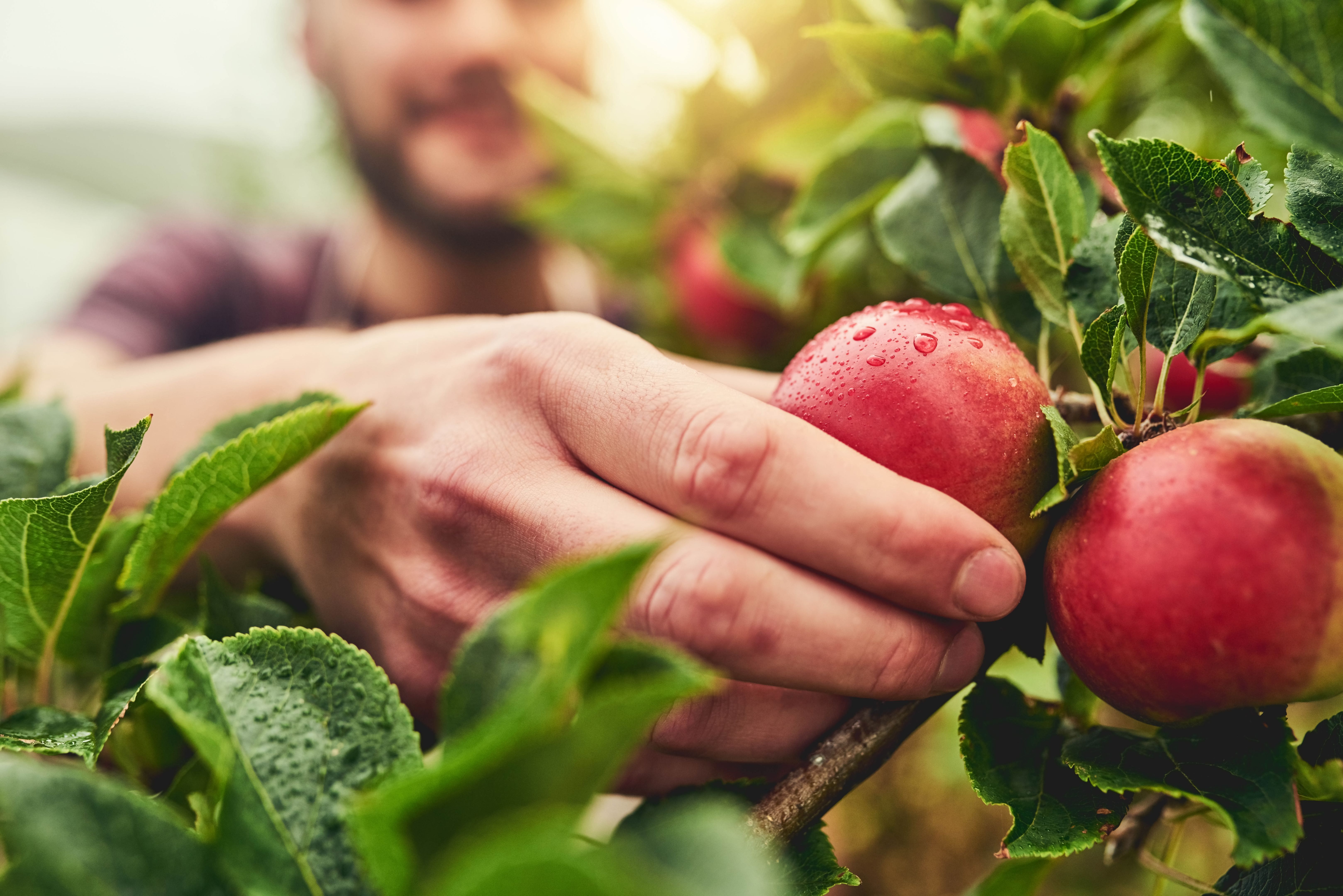 fresh local produce