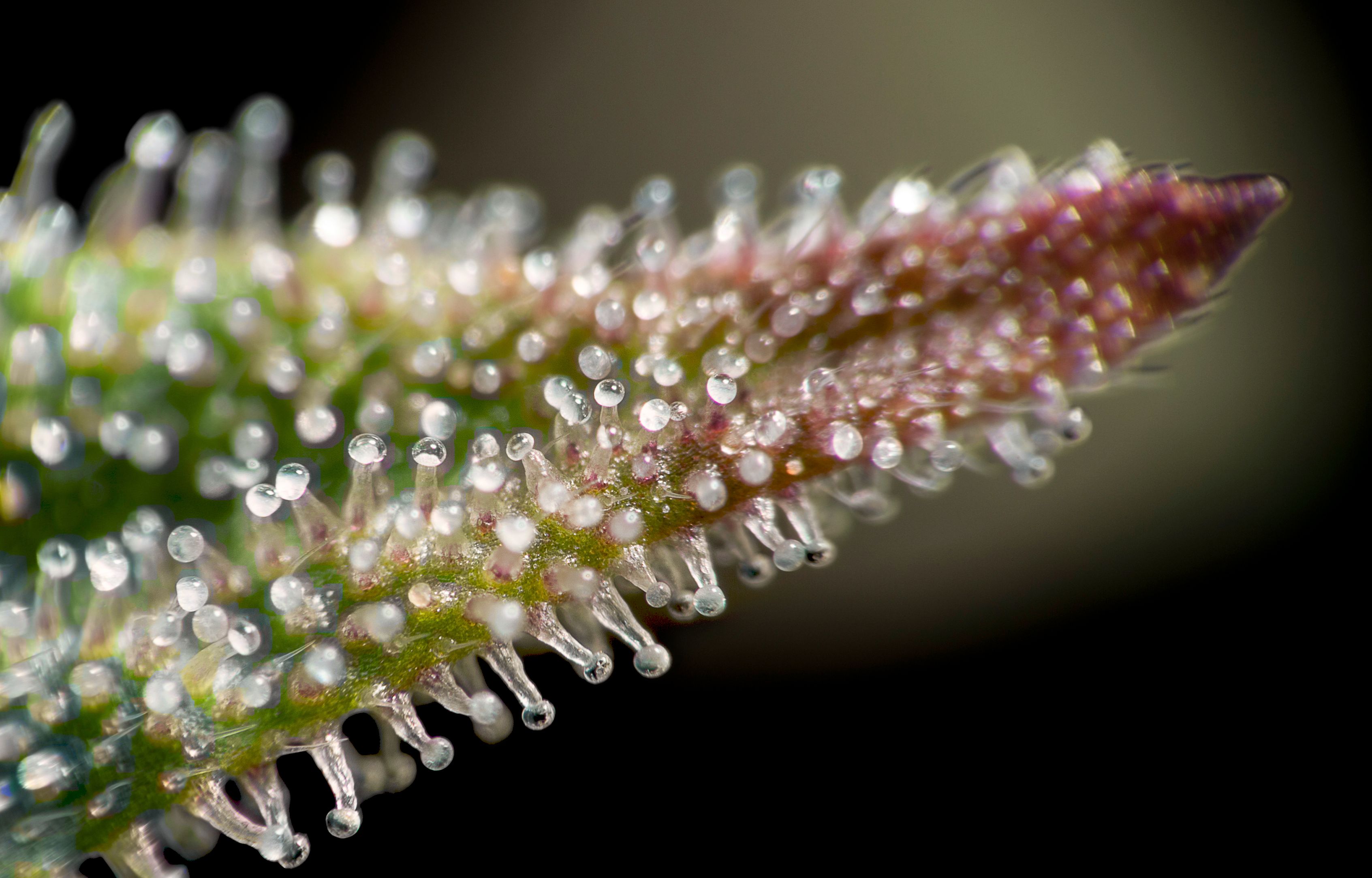 trichomes cannabis