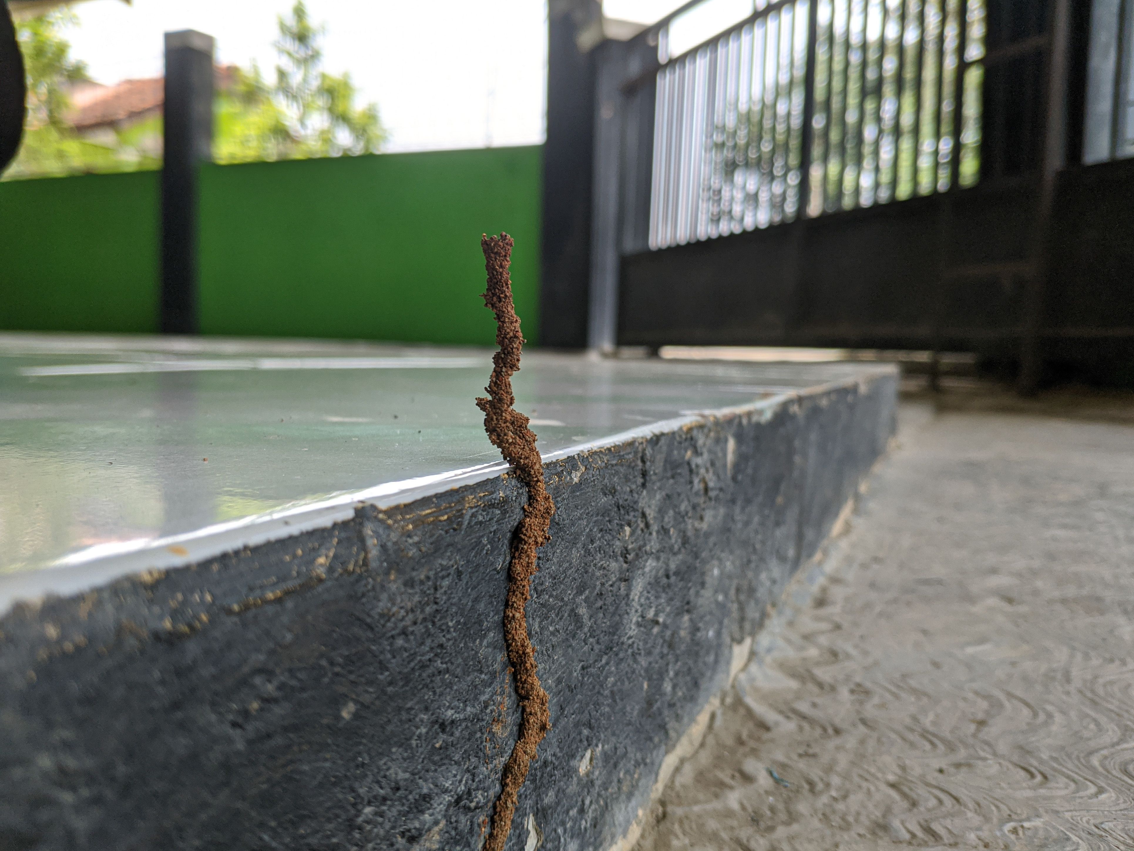 small termite house, termite paths that stand tall next to a raised floor small termite house, termite paths that stand tall next to a raised floor