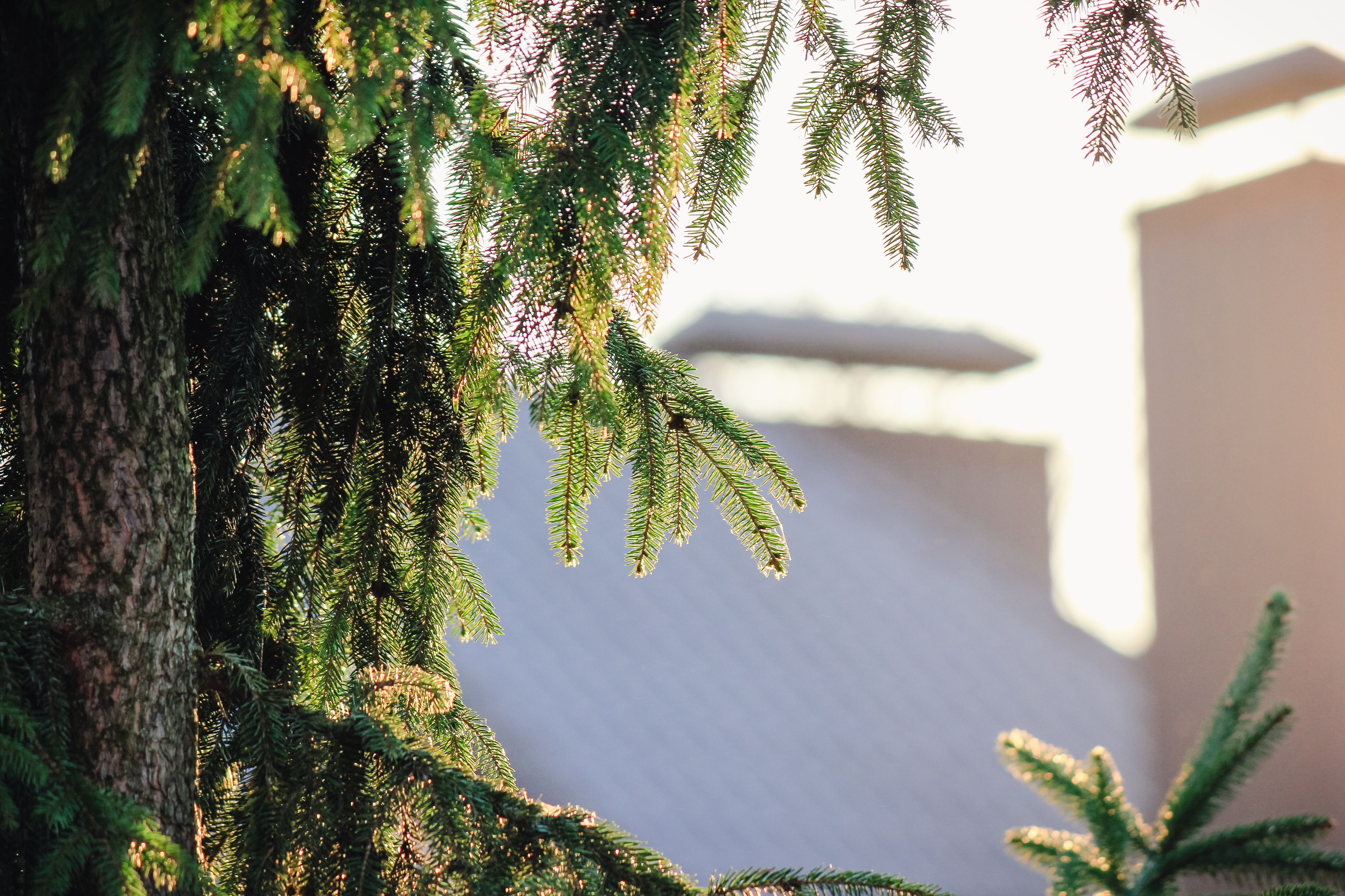 tree branches on roof