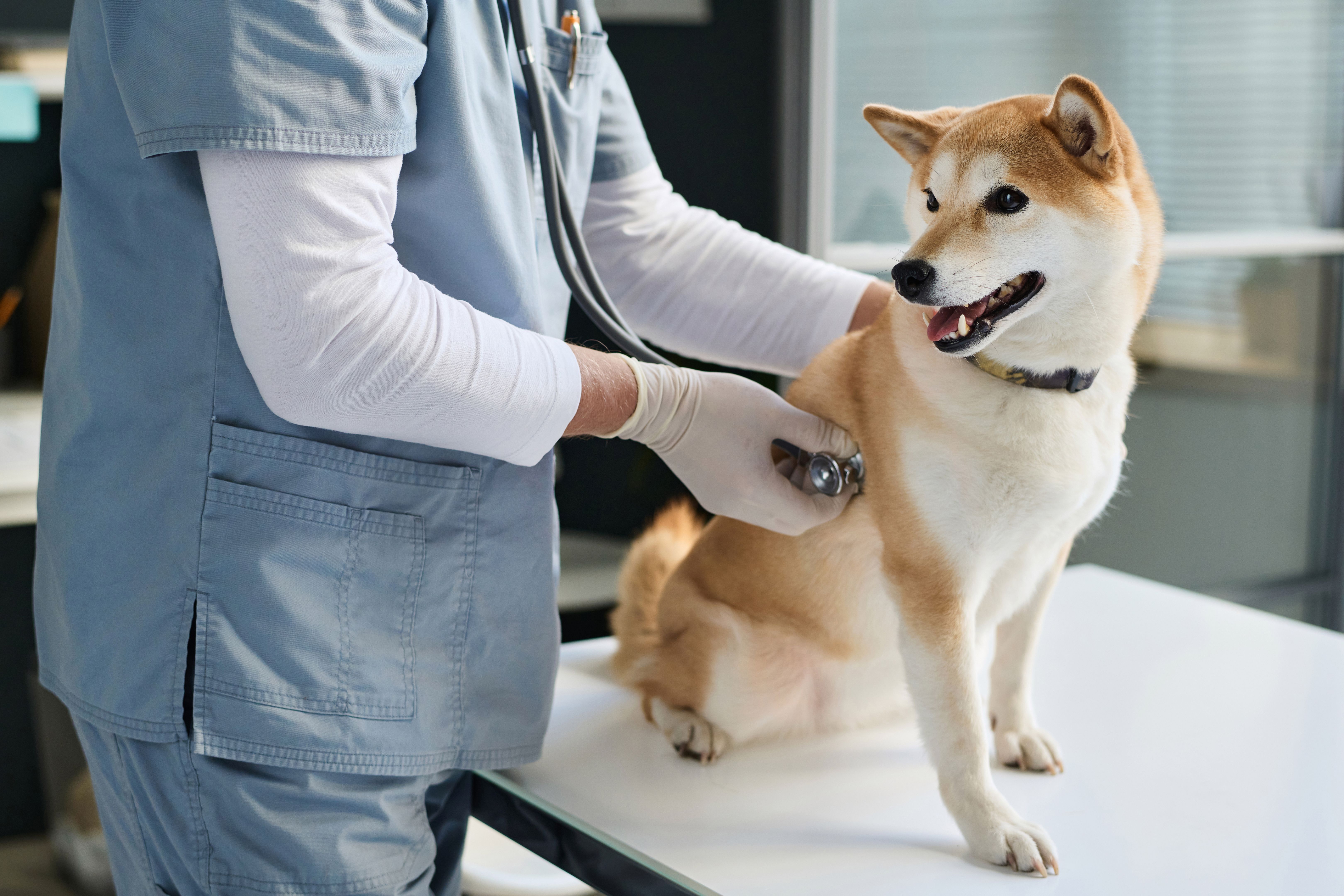 dog health check