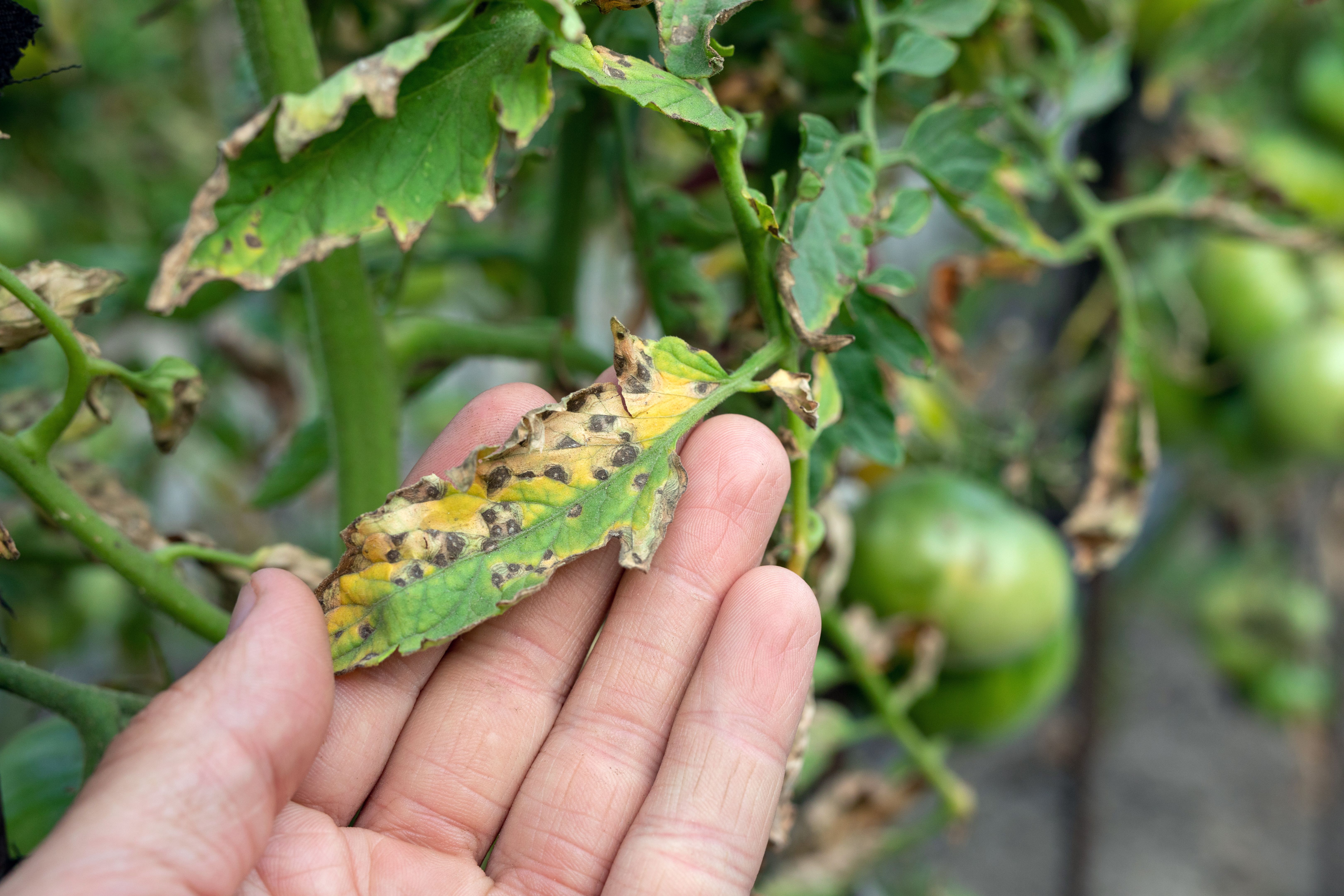 garden diseases