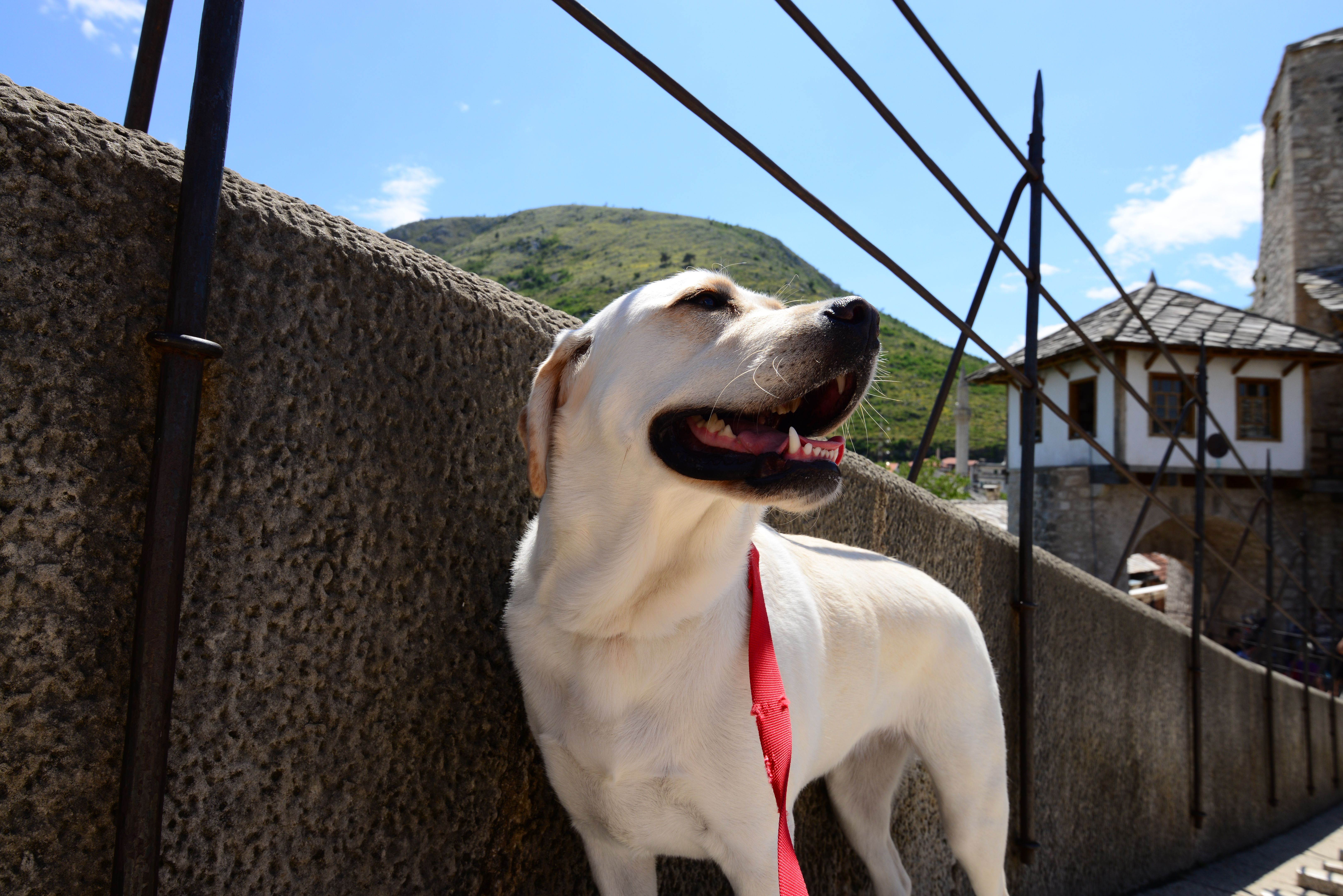 choosing service dog