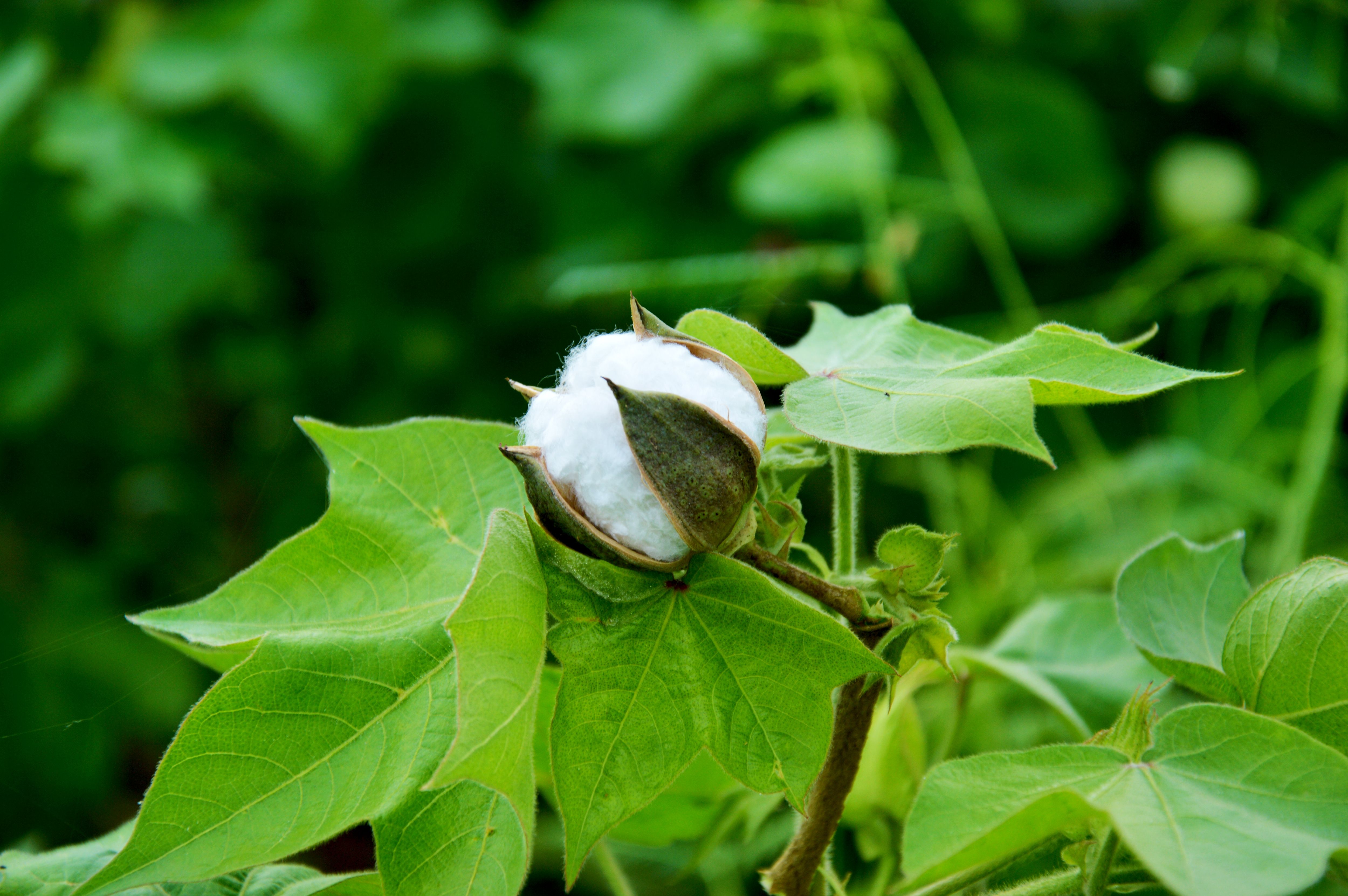 cotton fabric