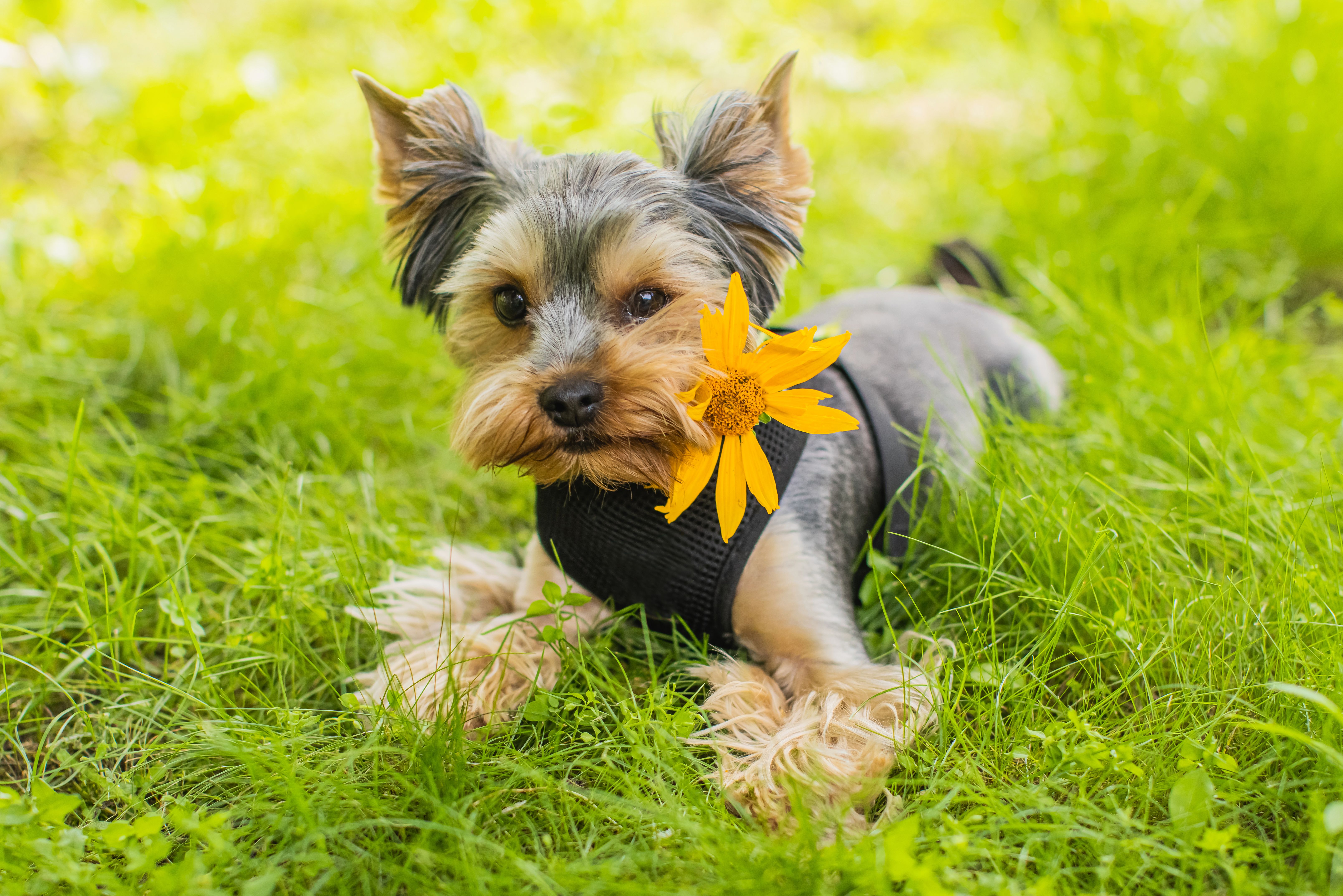 Yorkshire Terrier with flower in teeth. Garden