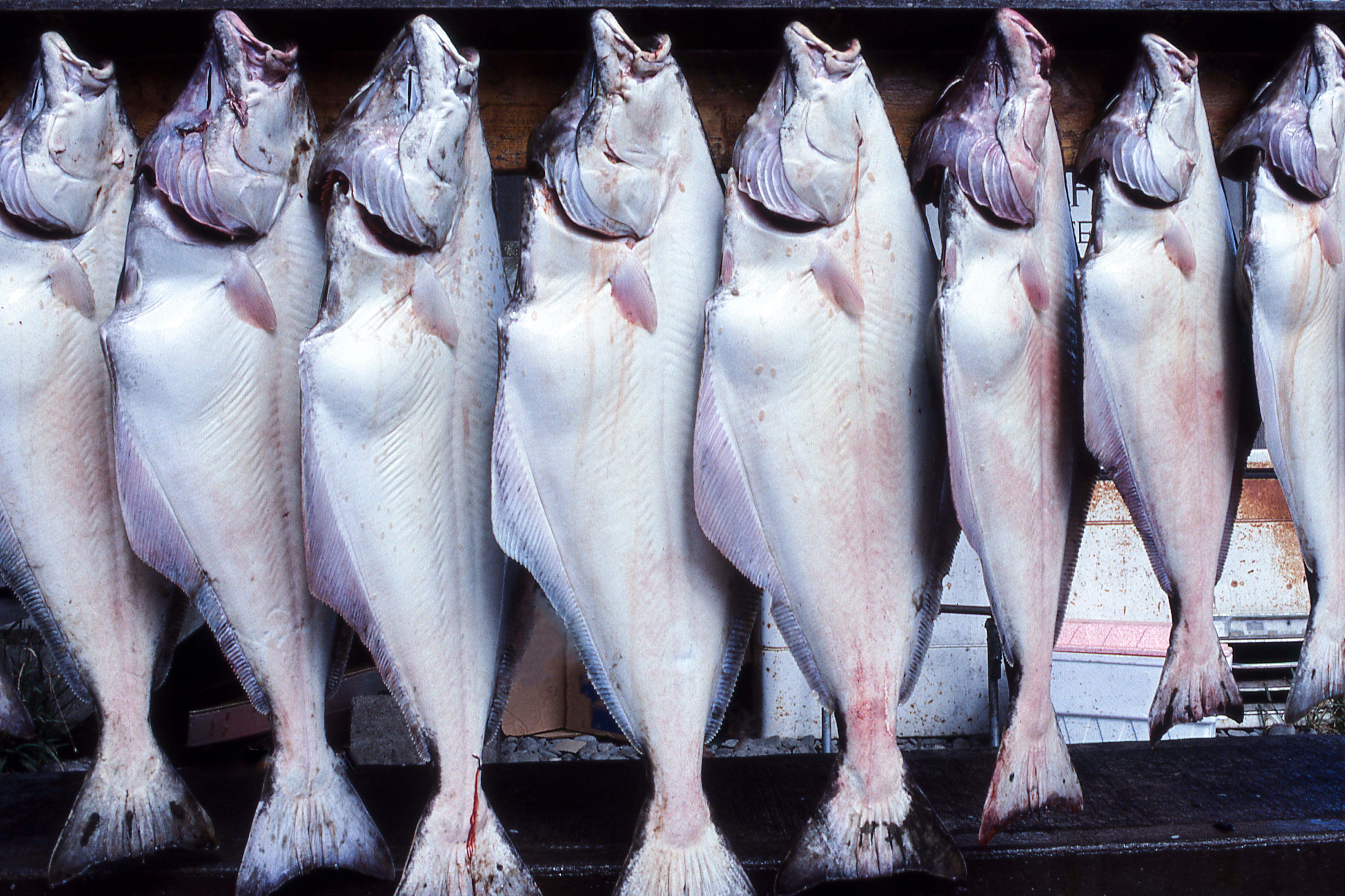 halibut fishing