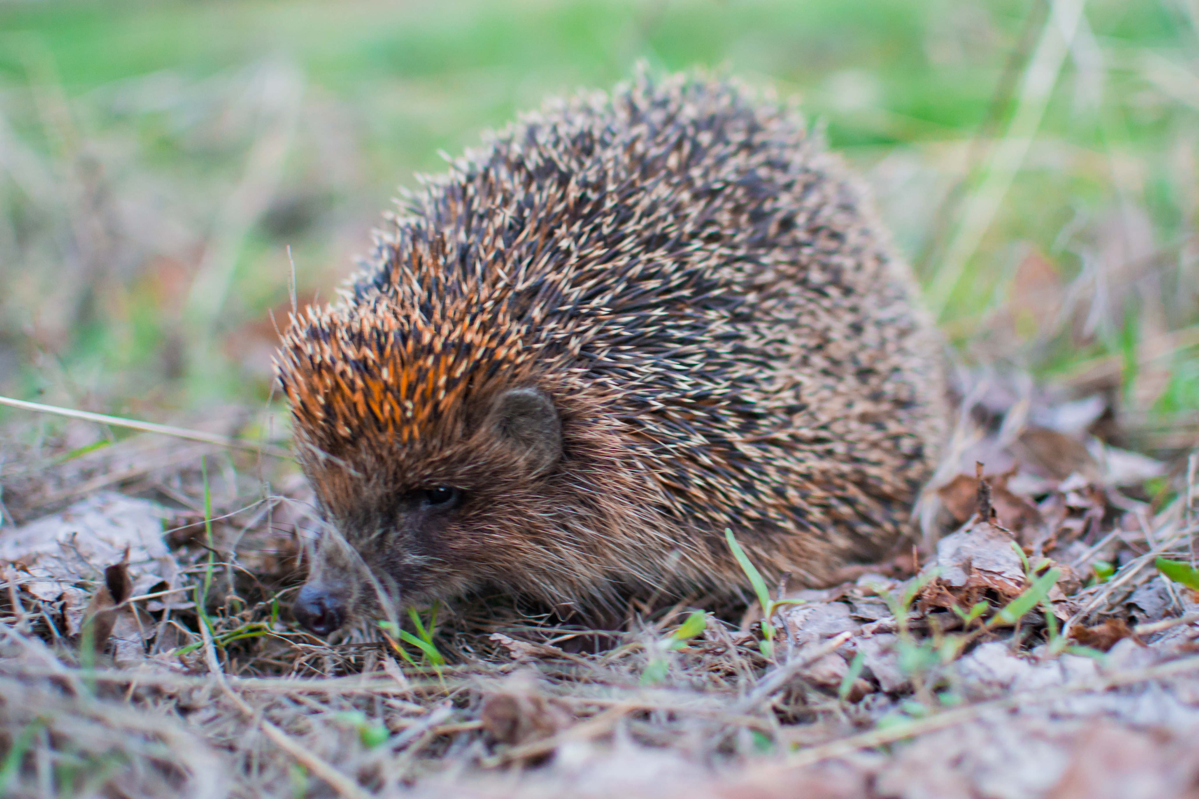 hedgehog in the grass
