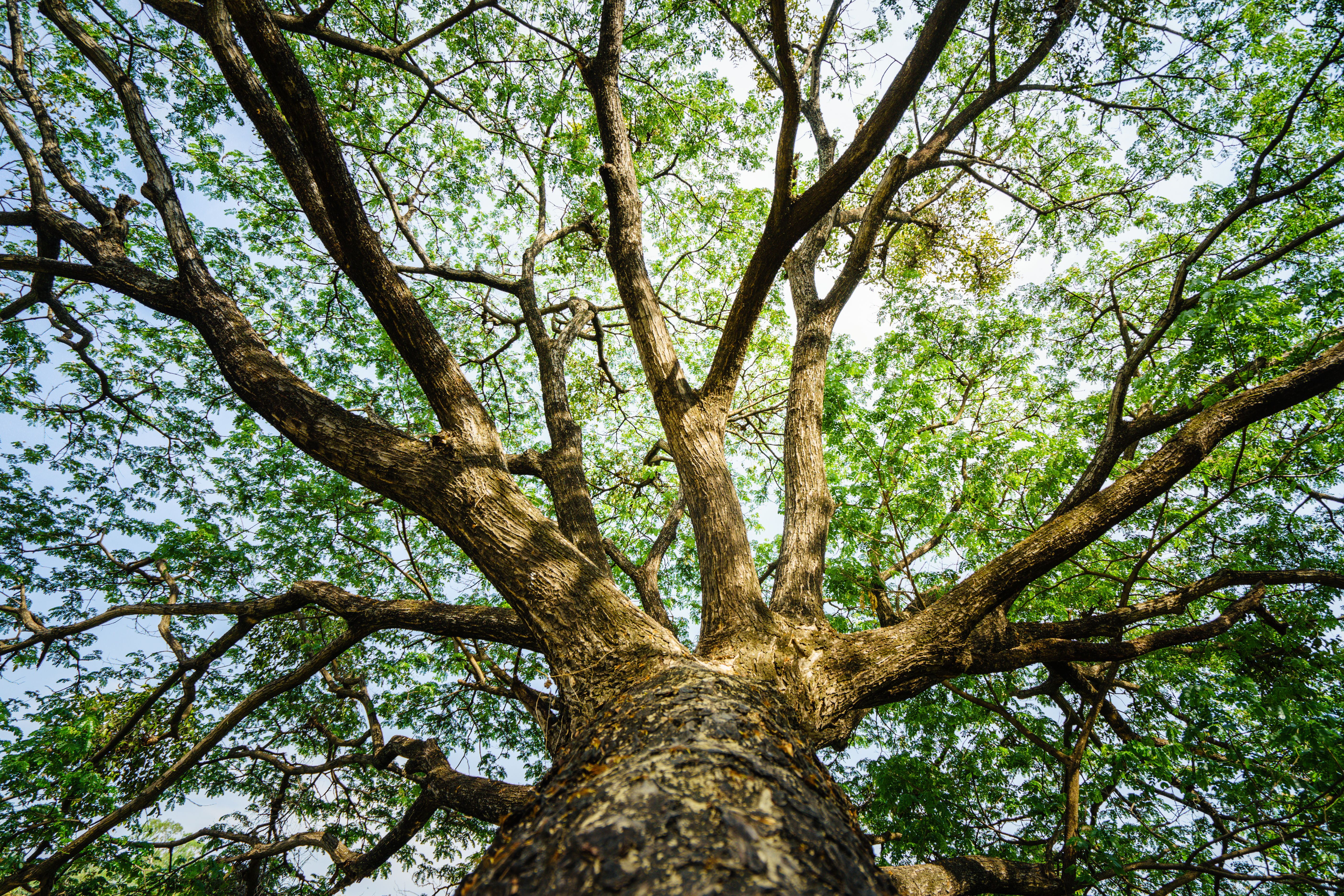 nature connection