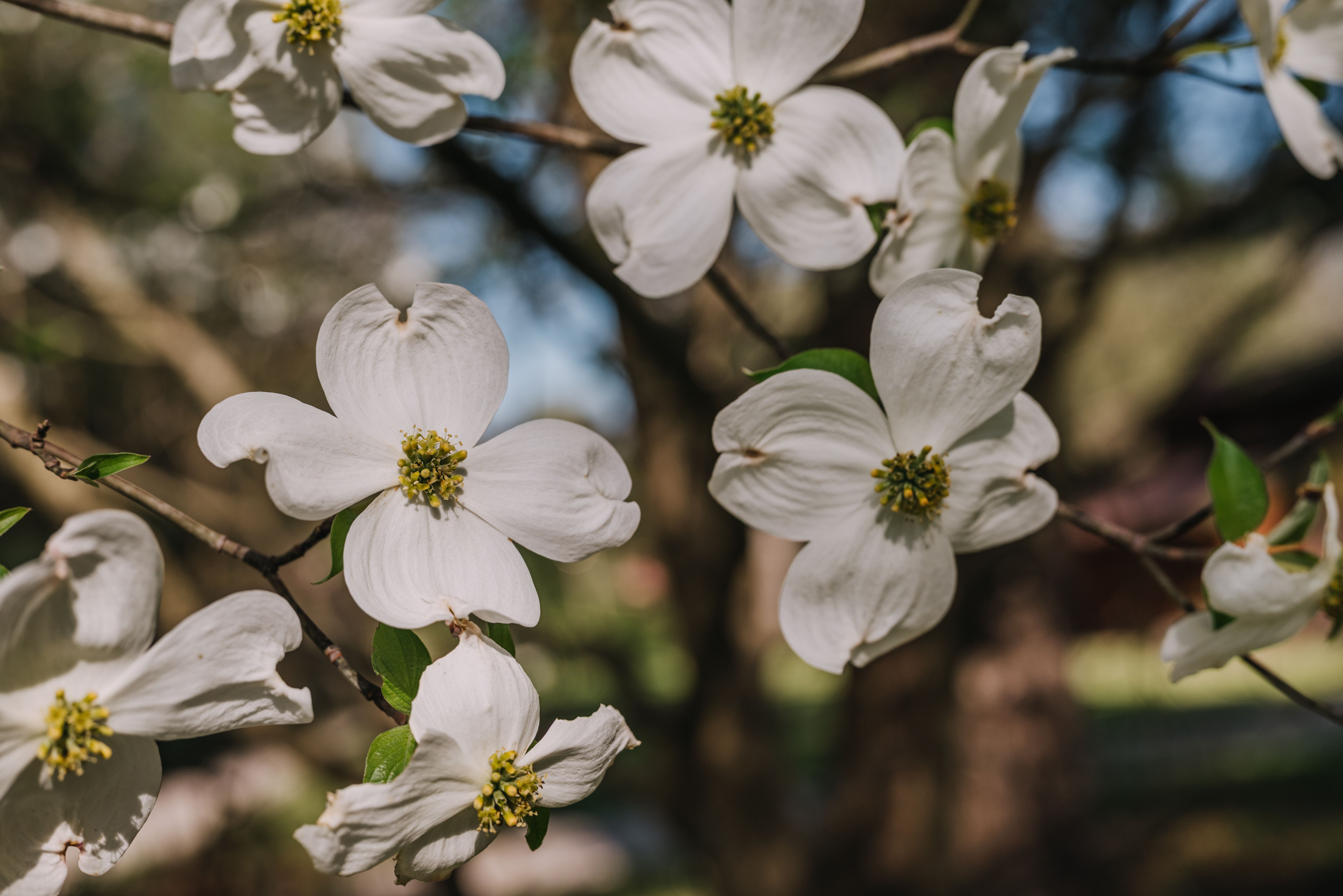 indiana native plants