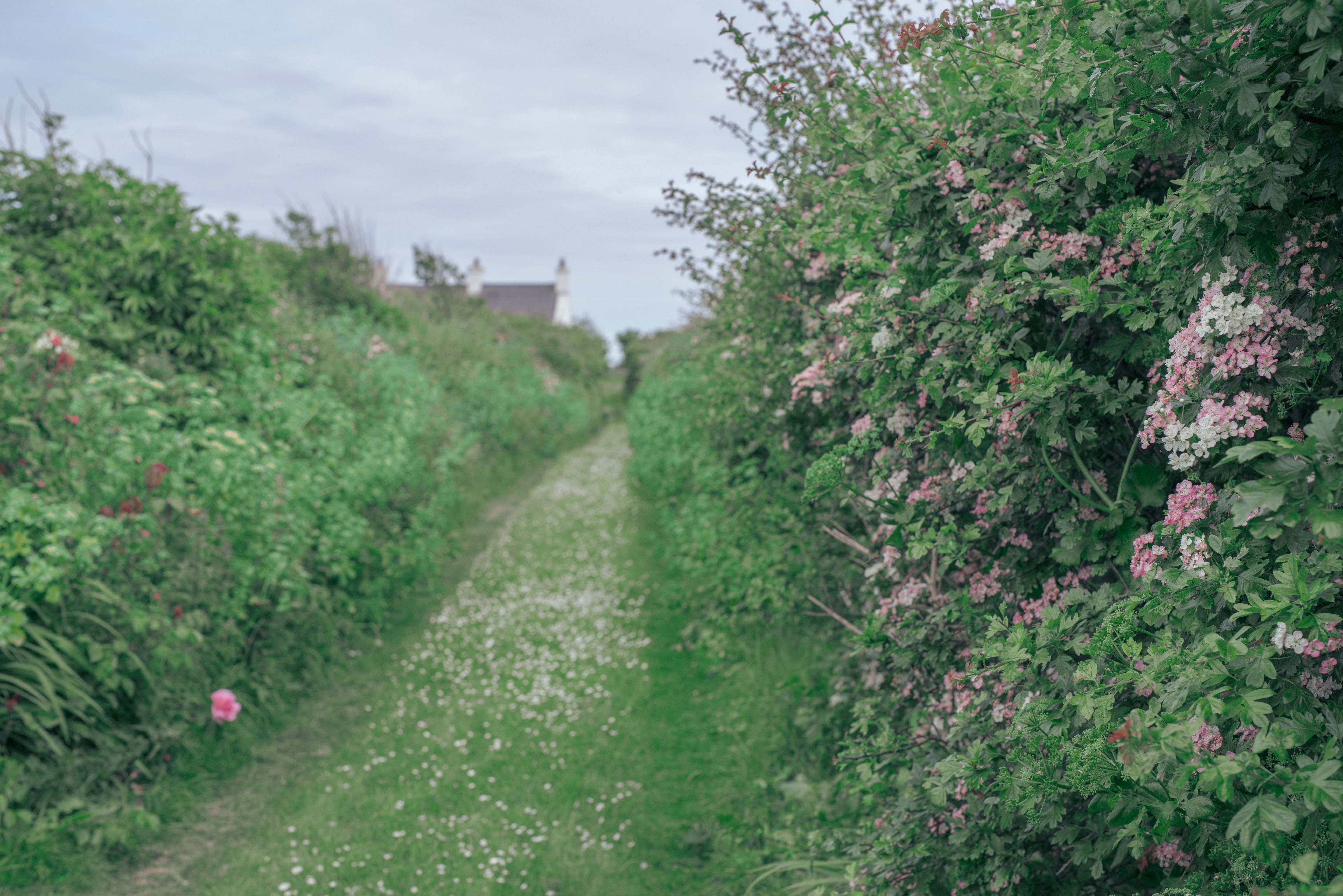 Grass and daisy covered rural lane, lined on either side by hedgerows