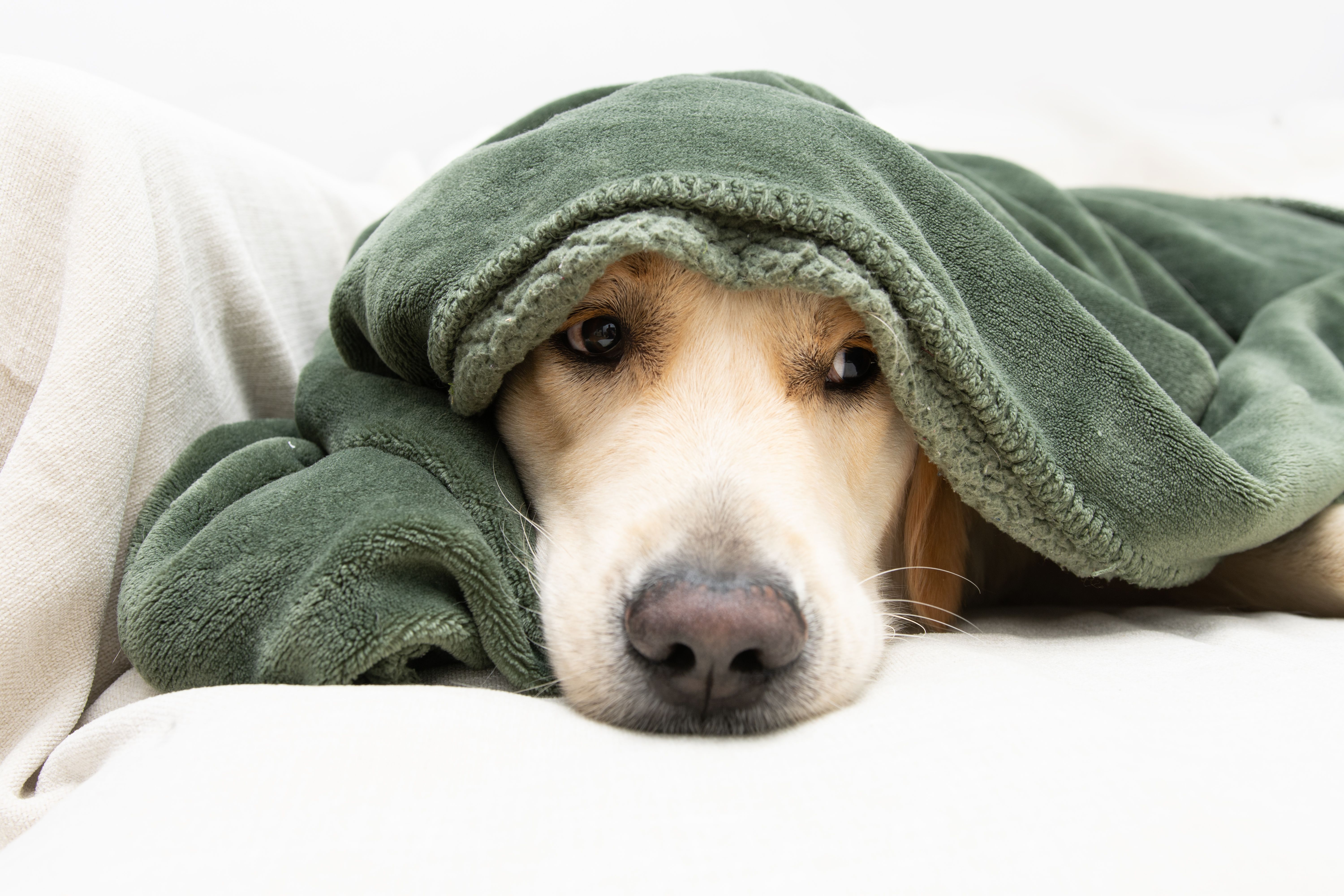 Cute golden retriever dog covered with a green blanket on winter or autumn season. sickm illness or afraid of fireworks concept Cute golden retriever dog covered with a green blanket on winter or autumn season. sickm illness or afraid of fireworks concept
