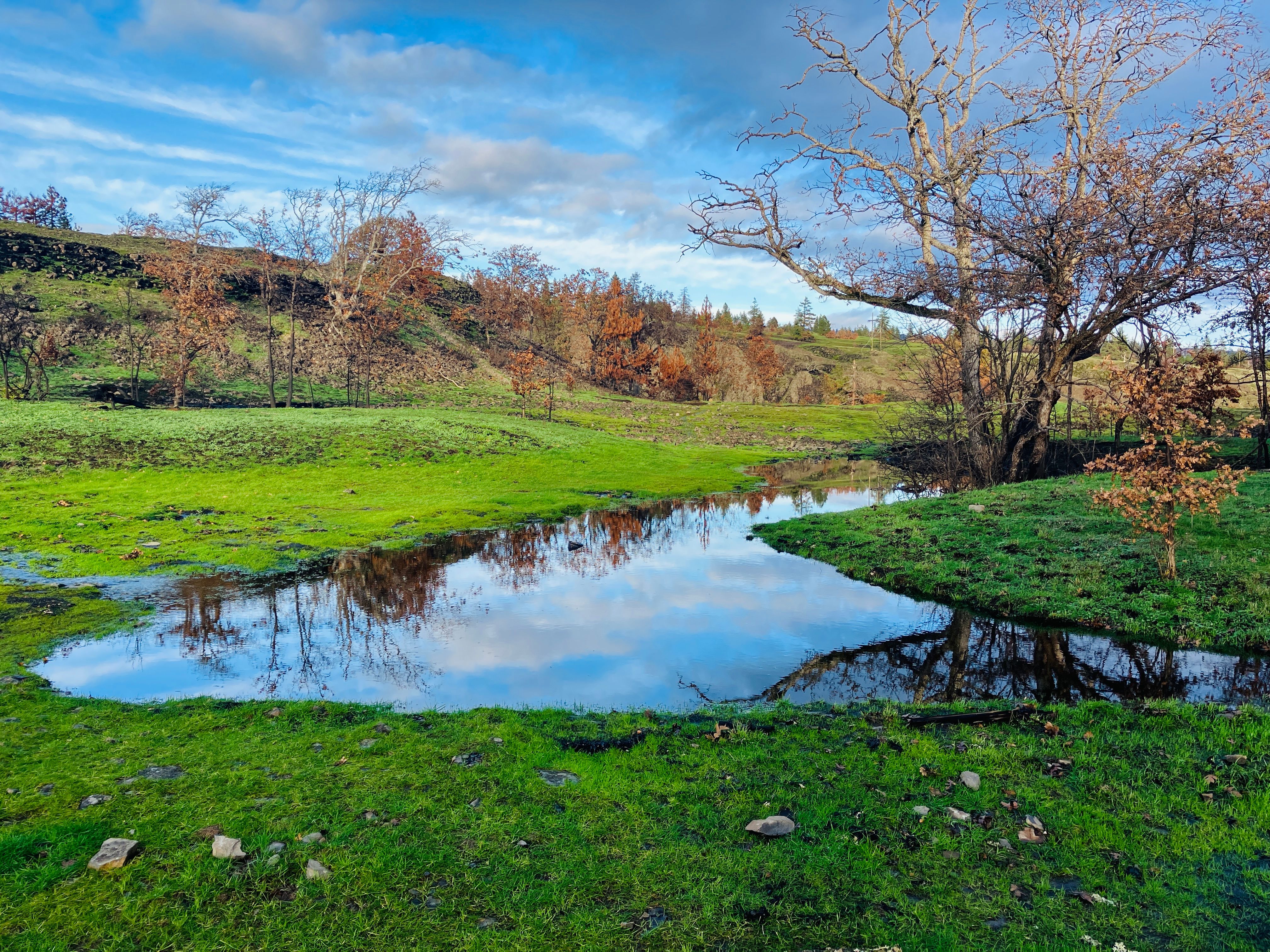 Shingle Springs nature