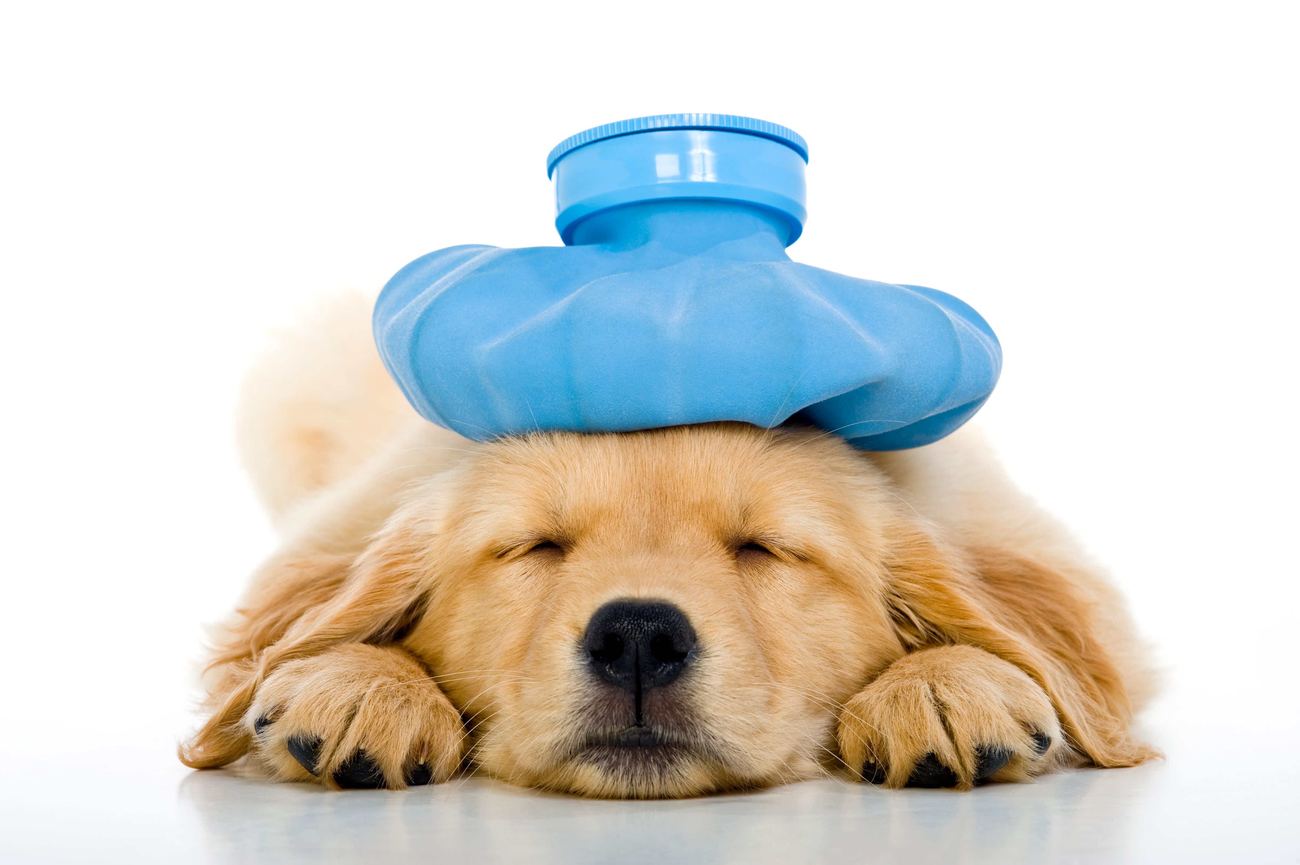 Sick young puppy with ice bag on head, white background Sick young puppy with ice bag on head, white background