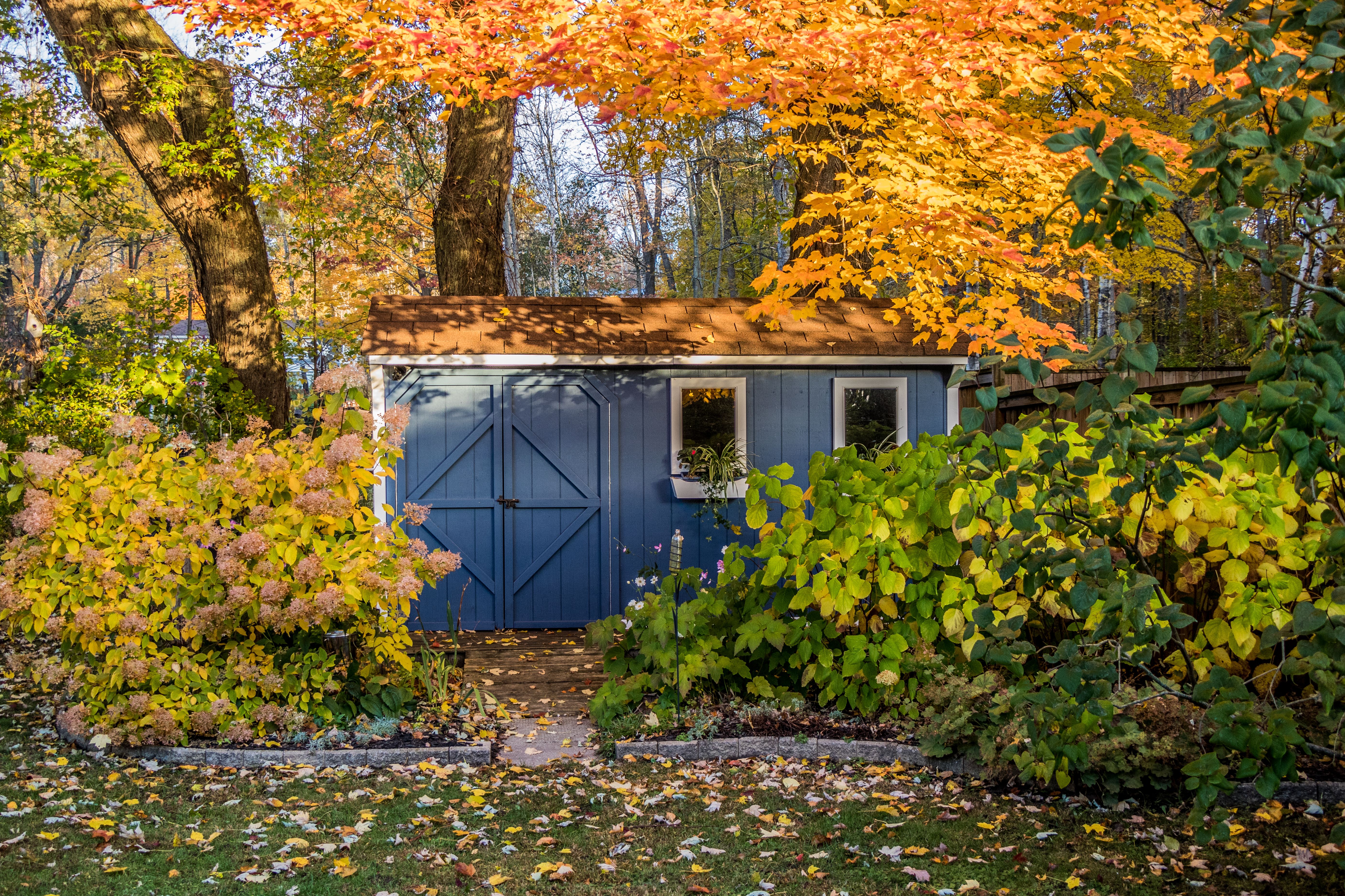 autumn shed