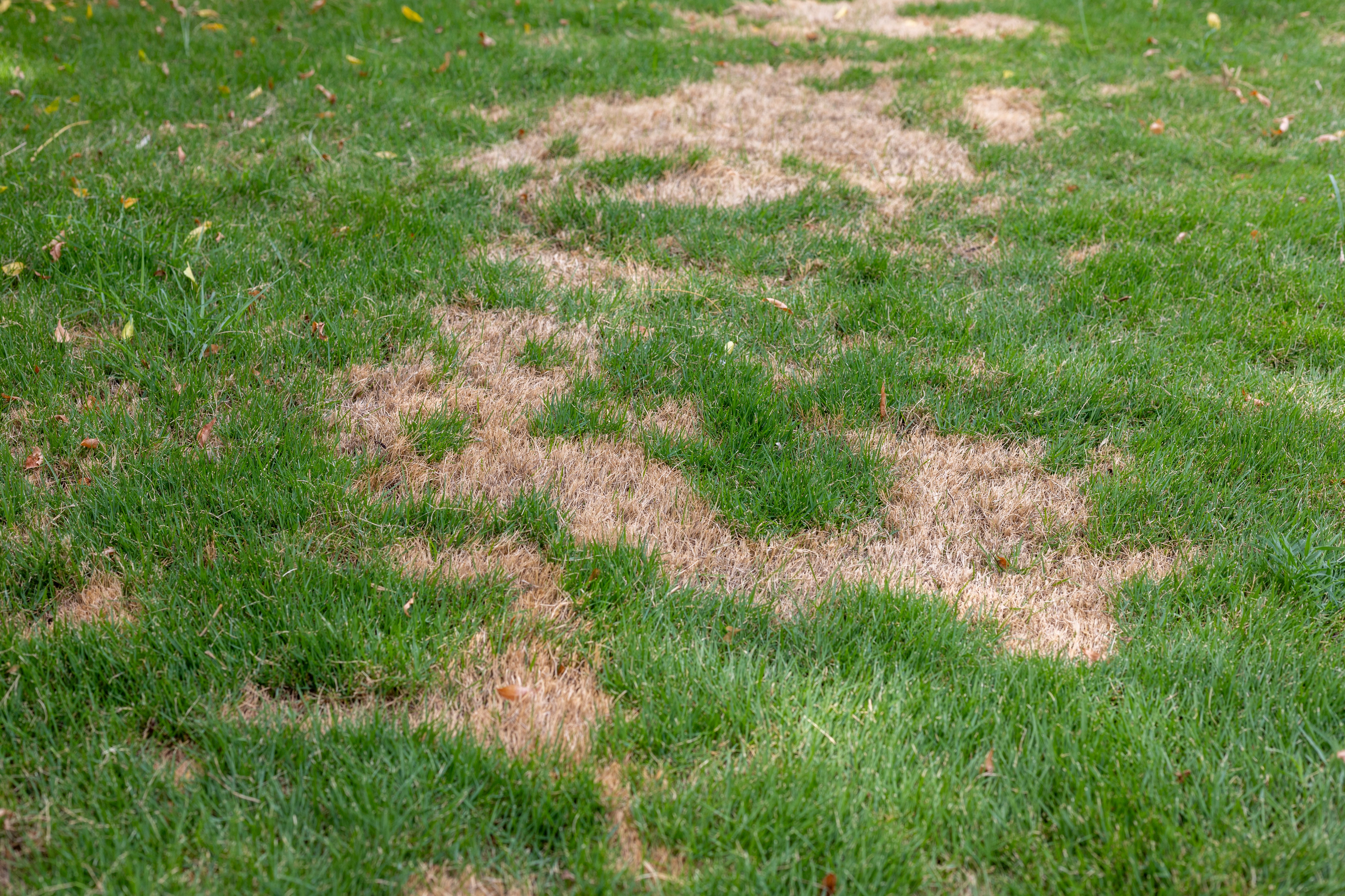 lawn disease