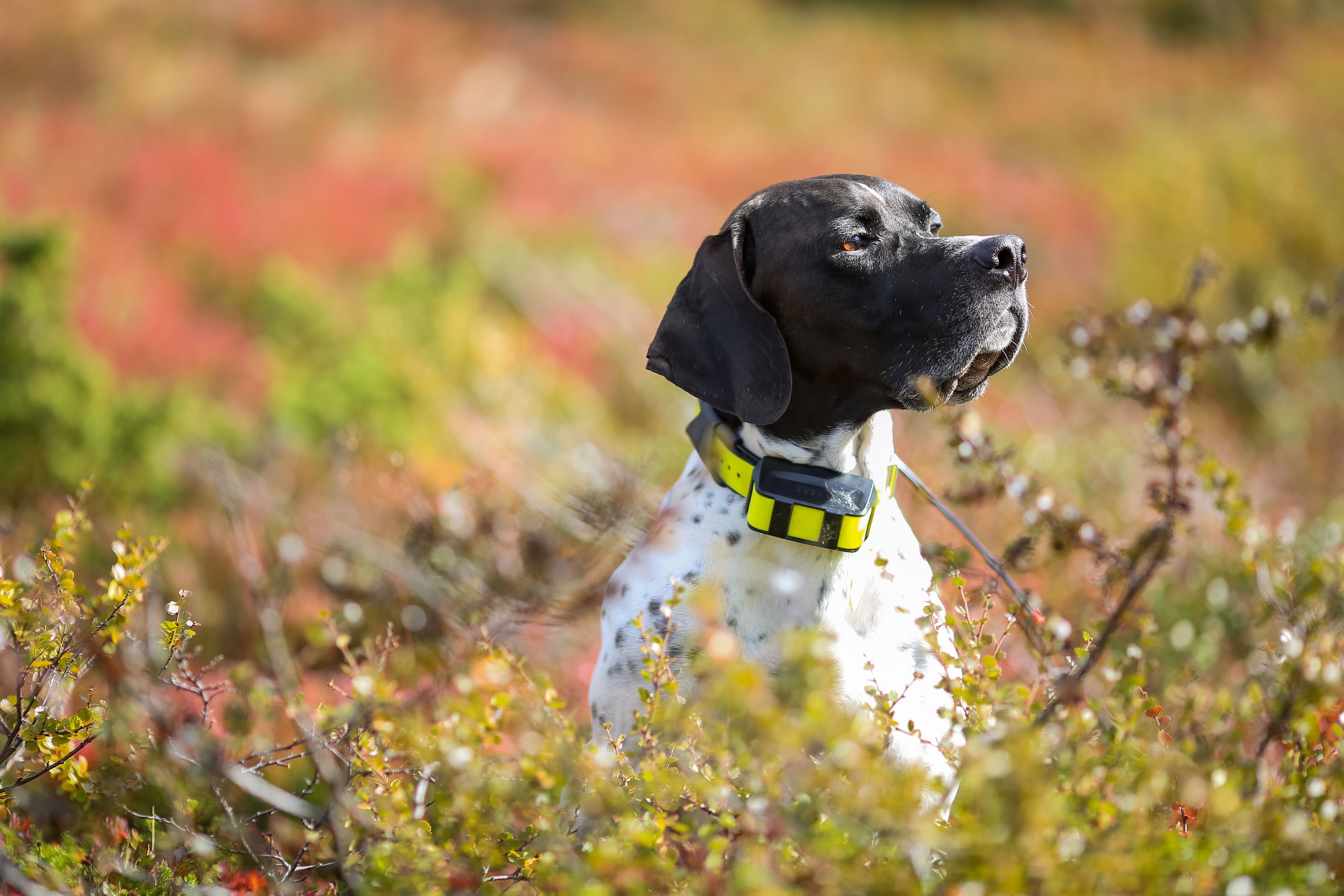Dog pointer