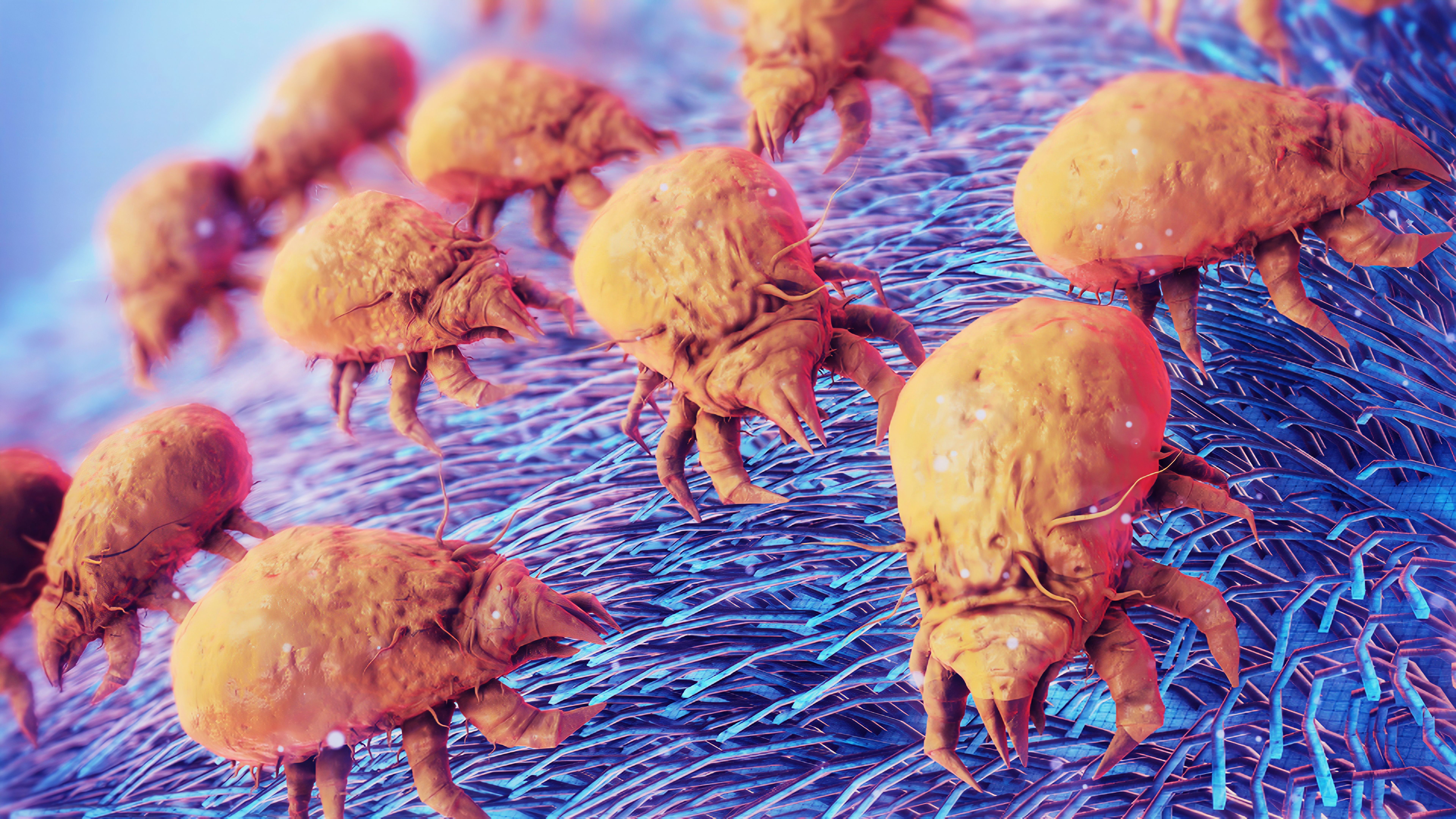 dust mites