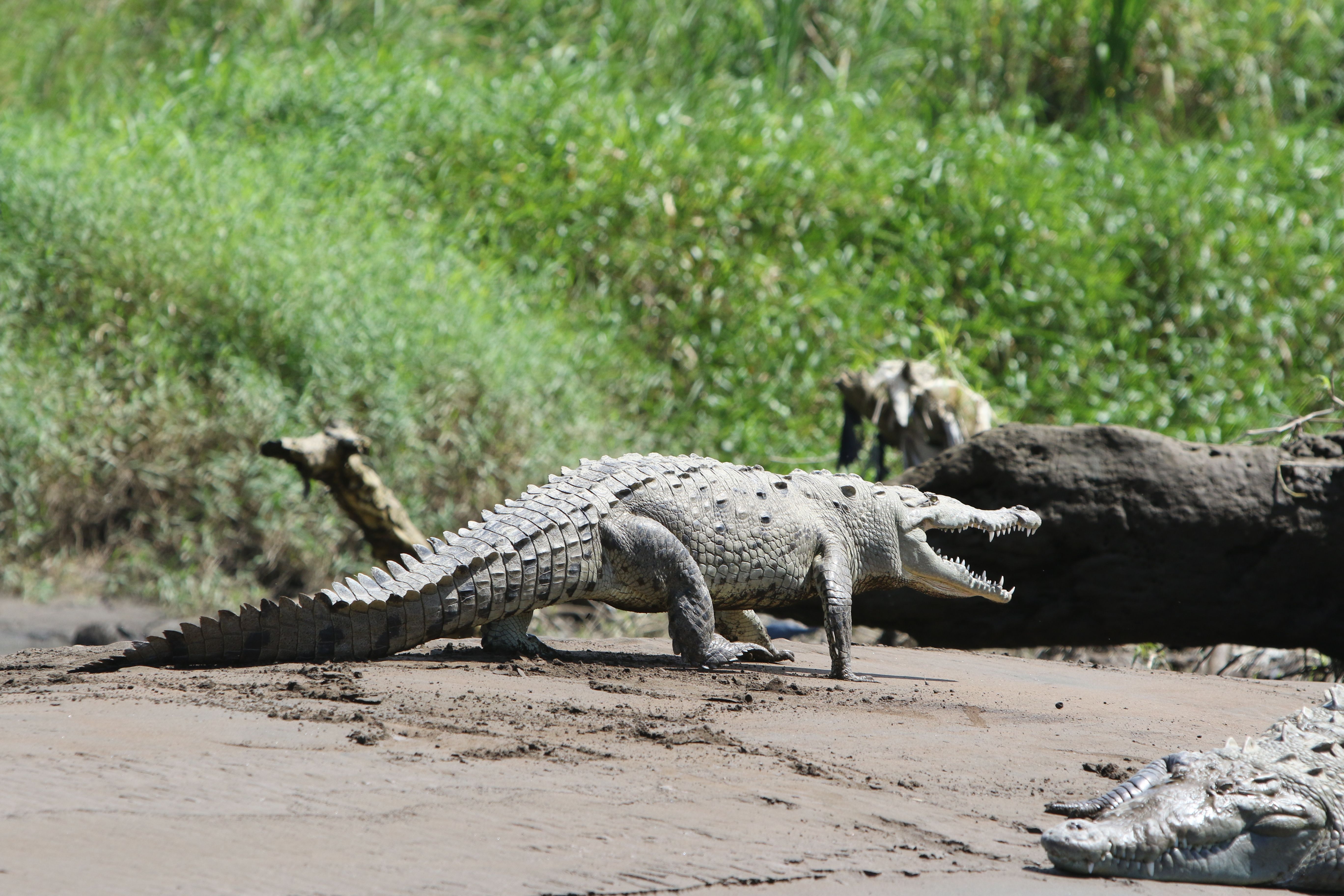 Crocodile walking along the Tarcoles River in Costa Rica