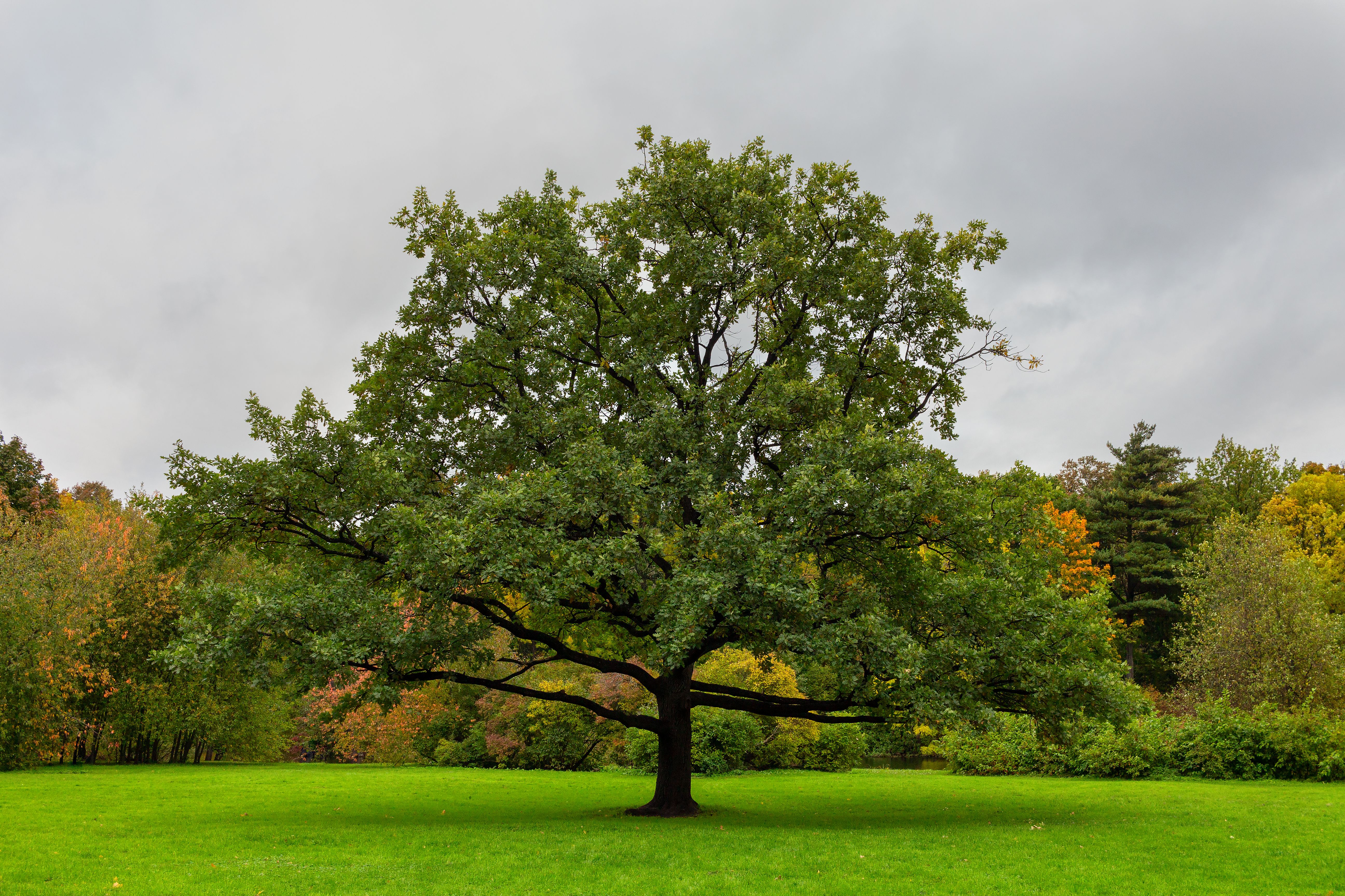 old oak tree