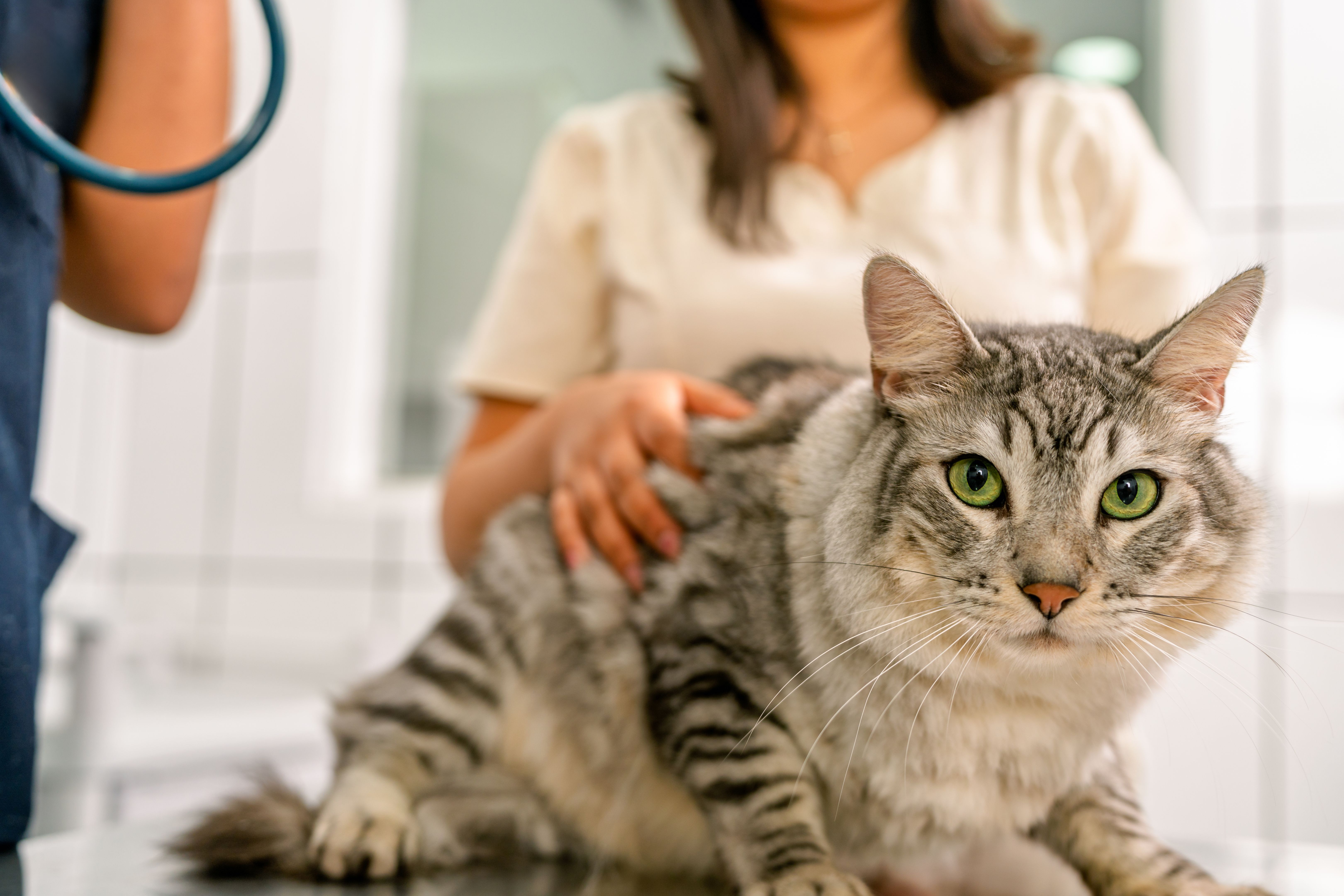 veterinary clinic