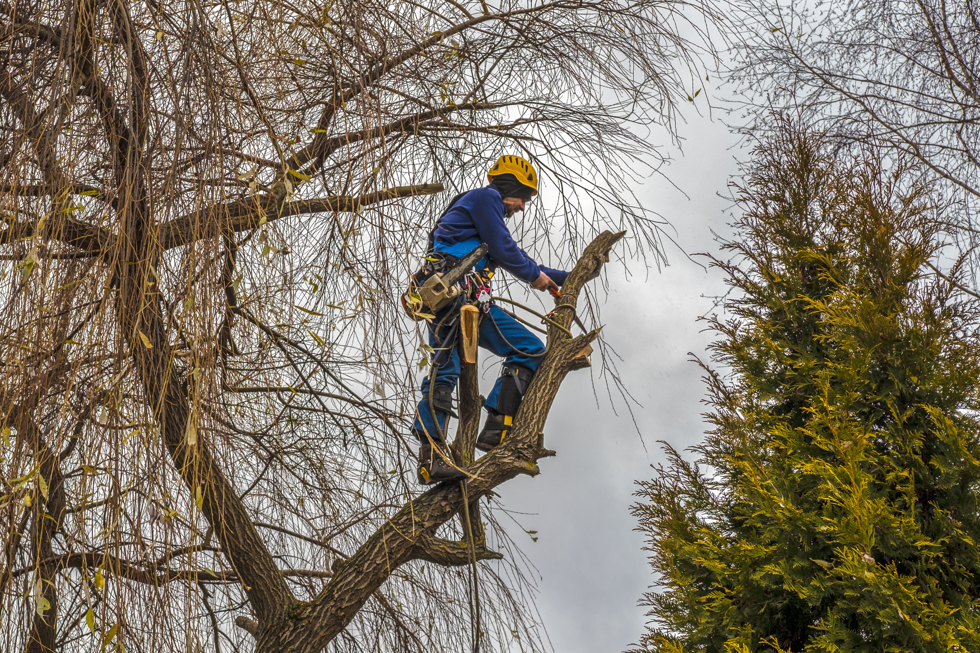 tree service quote